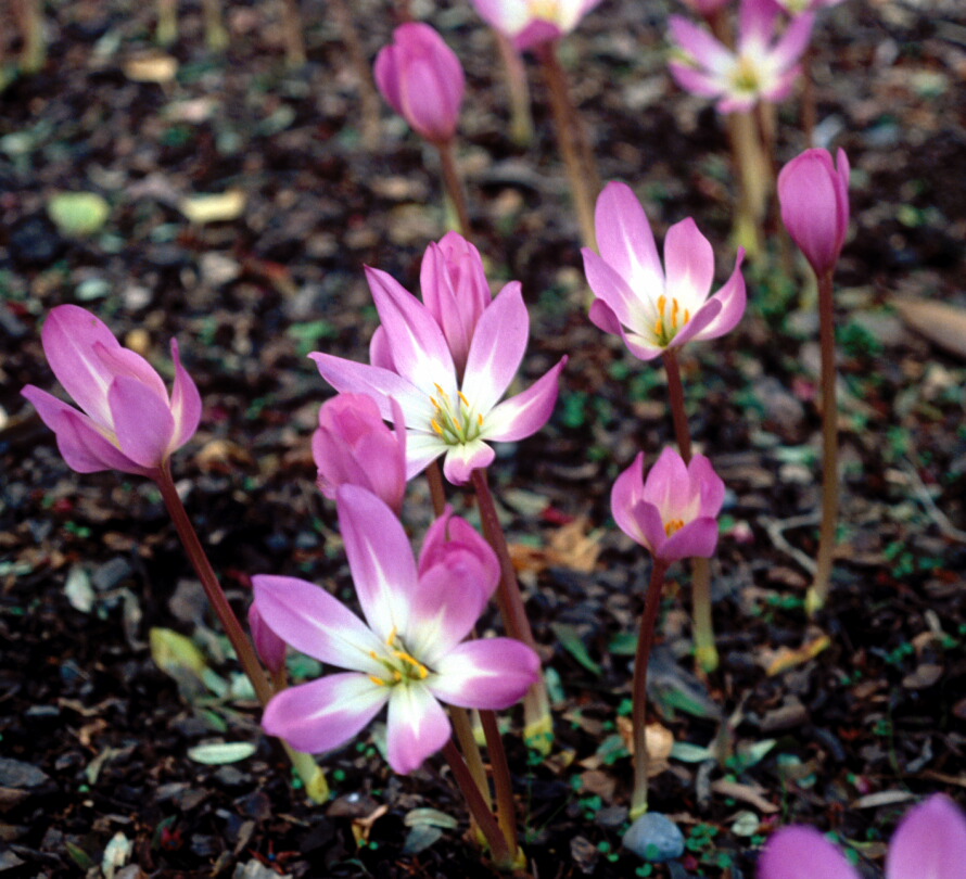 Colchicum speciosum 1