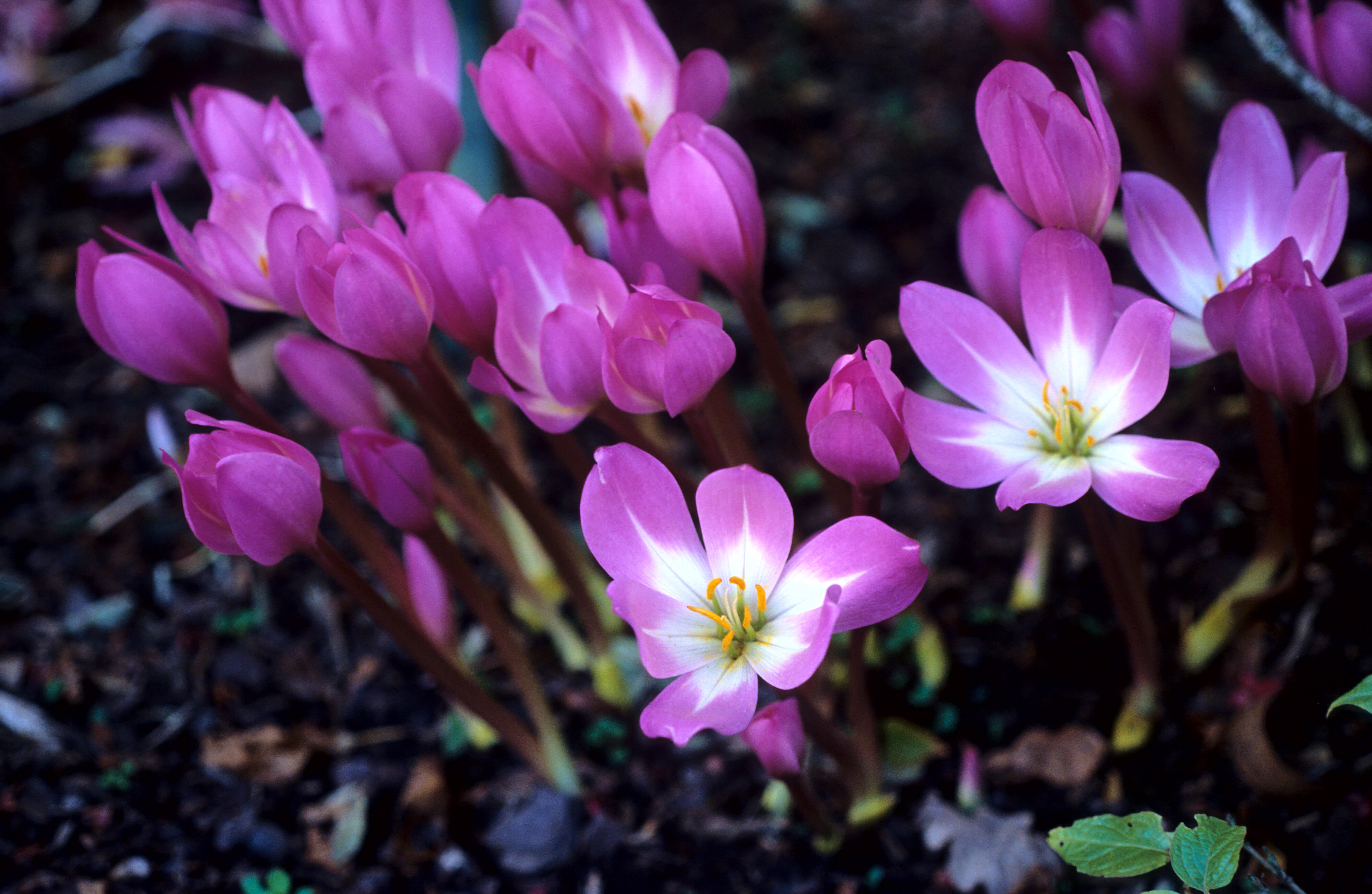 Colchicum speciosum 2