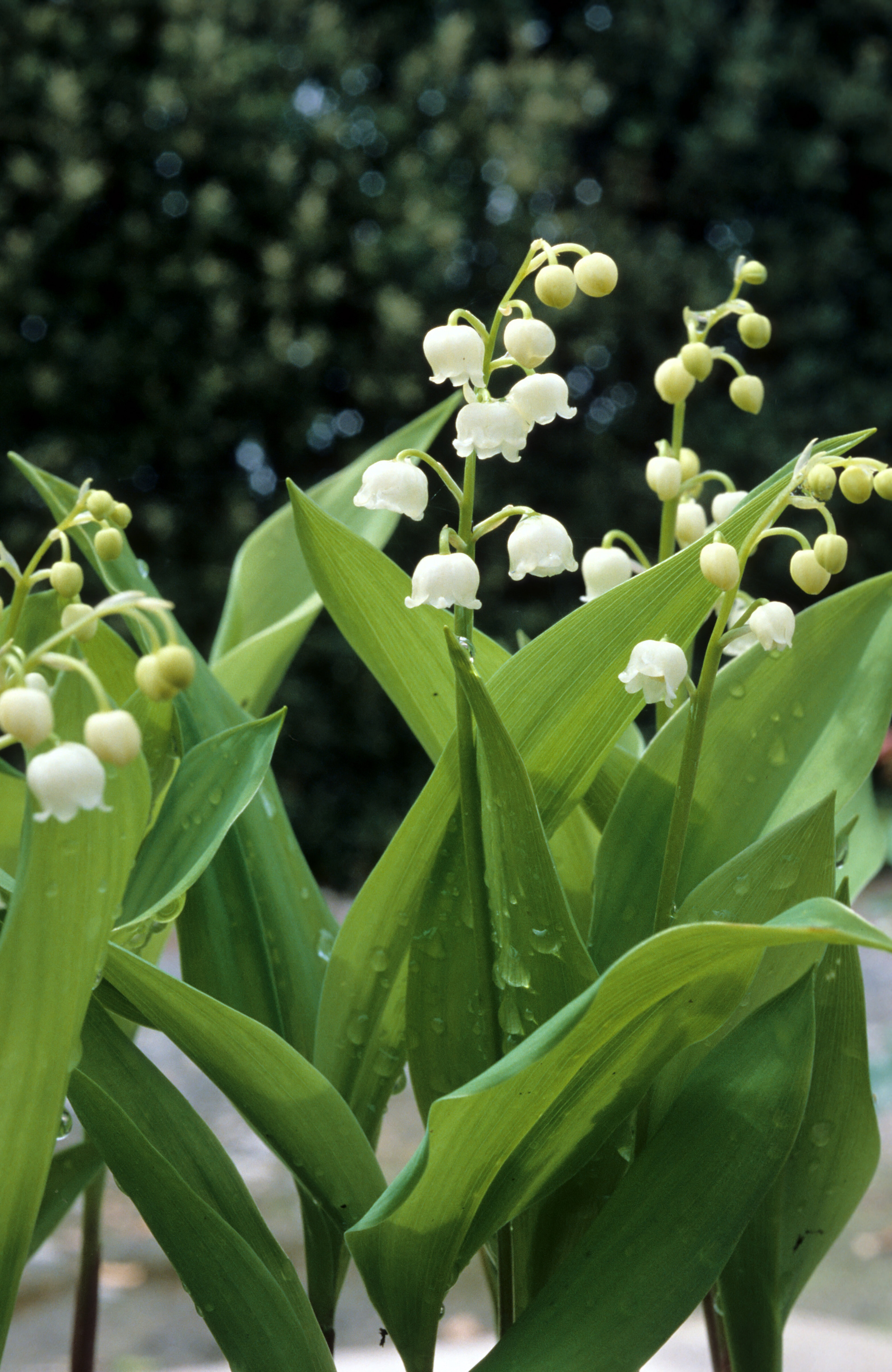 Convallaria majalis
