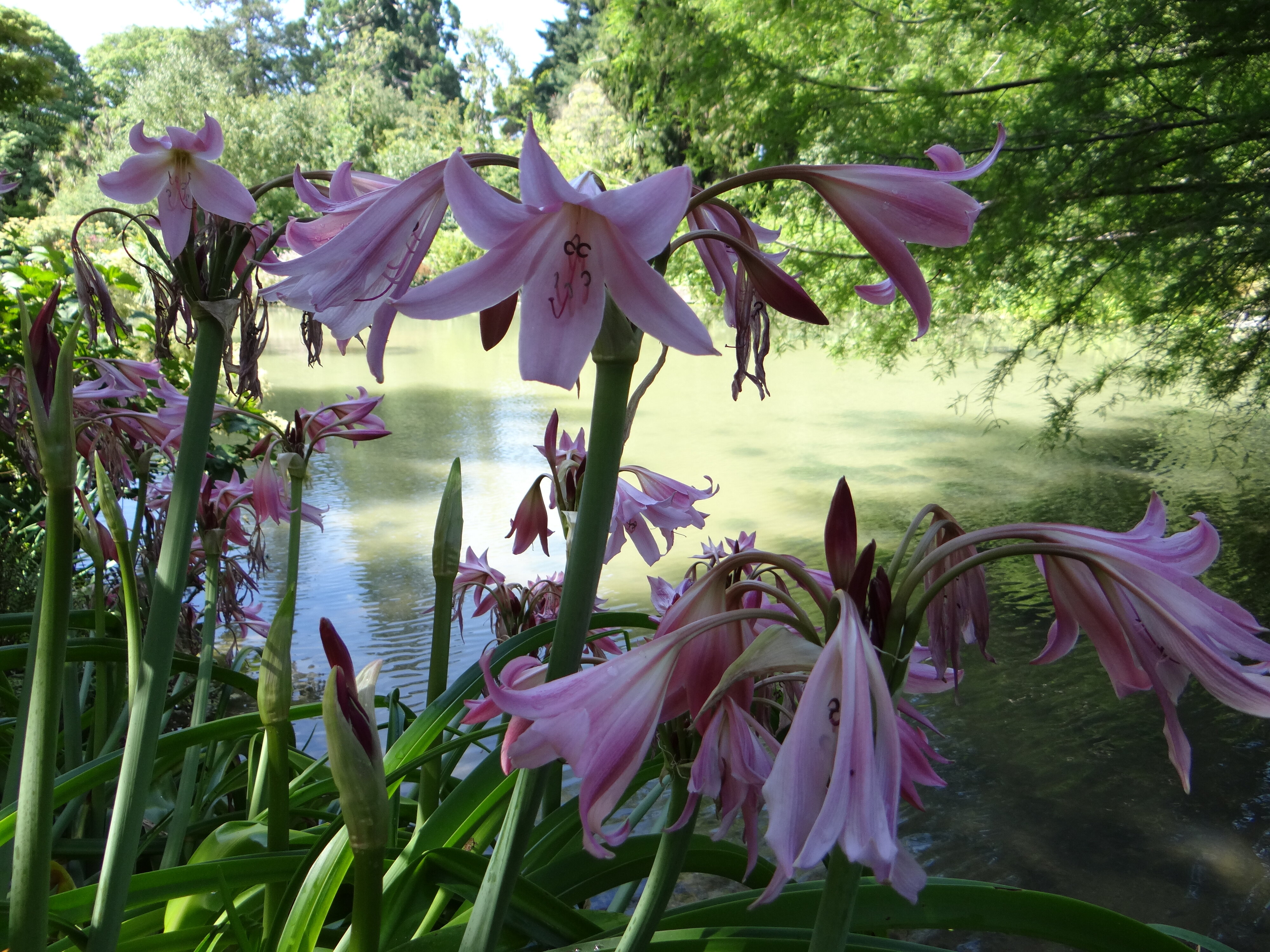 Crinum Xpowellii 1