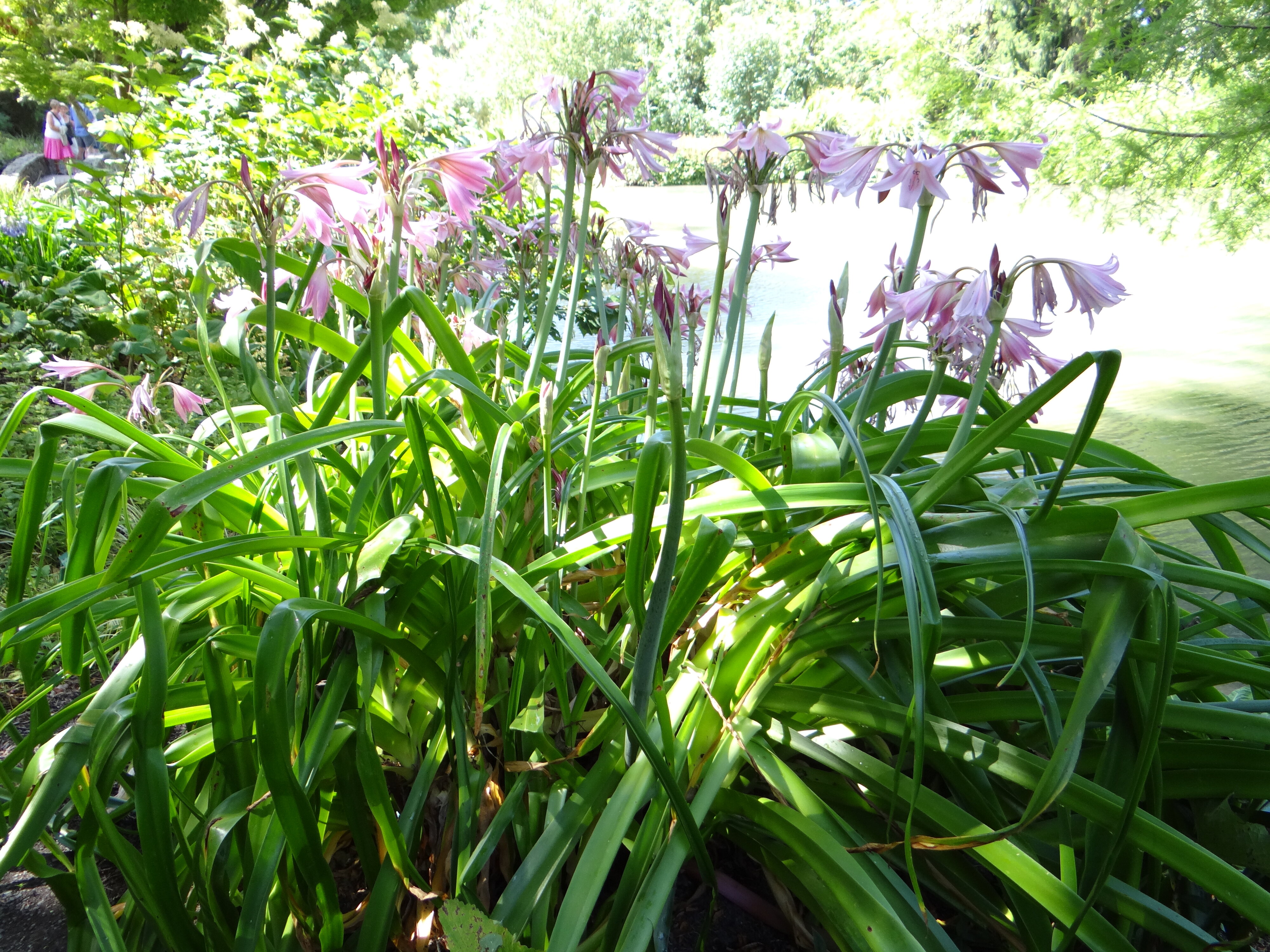 Crinum Xpowellii 2