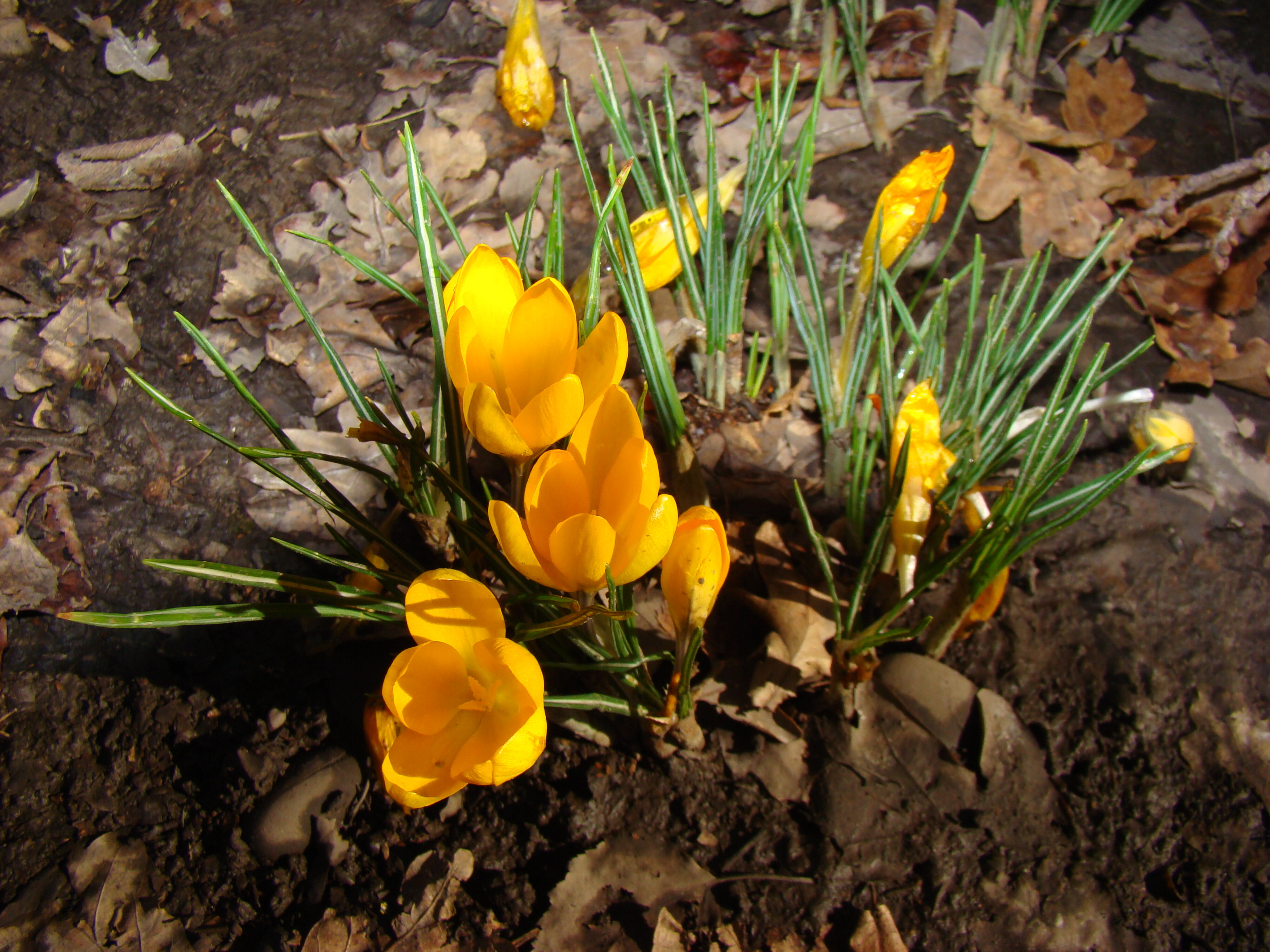 Crocus vernus