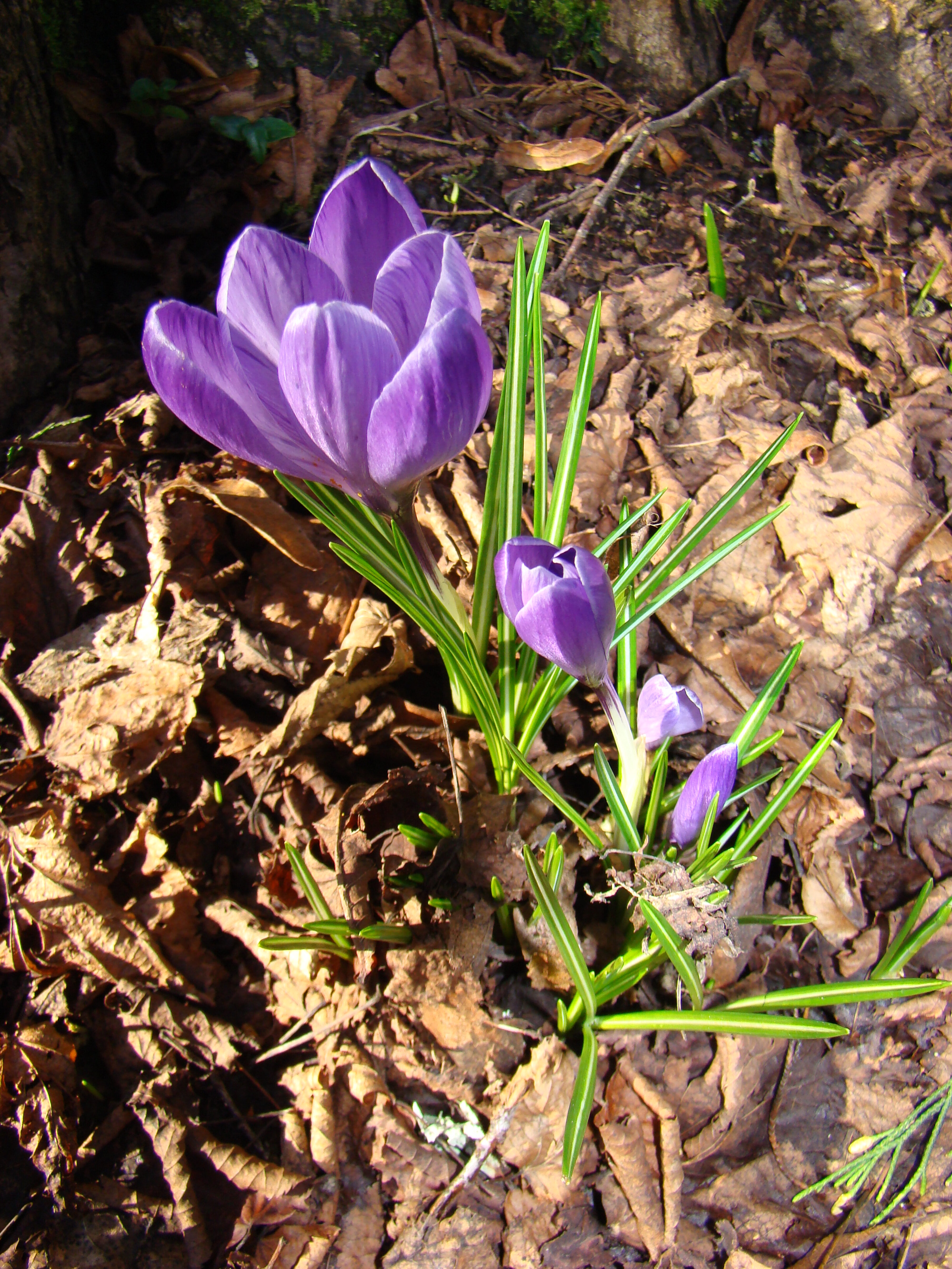 Crocus