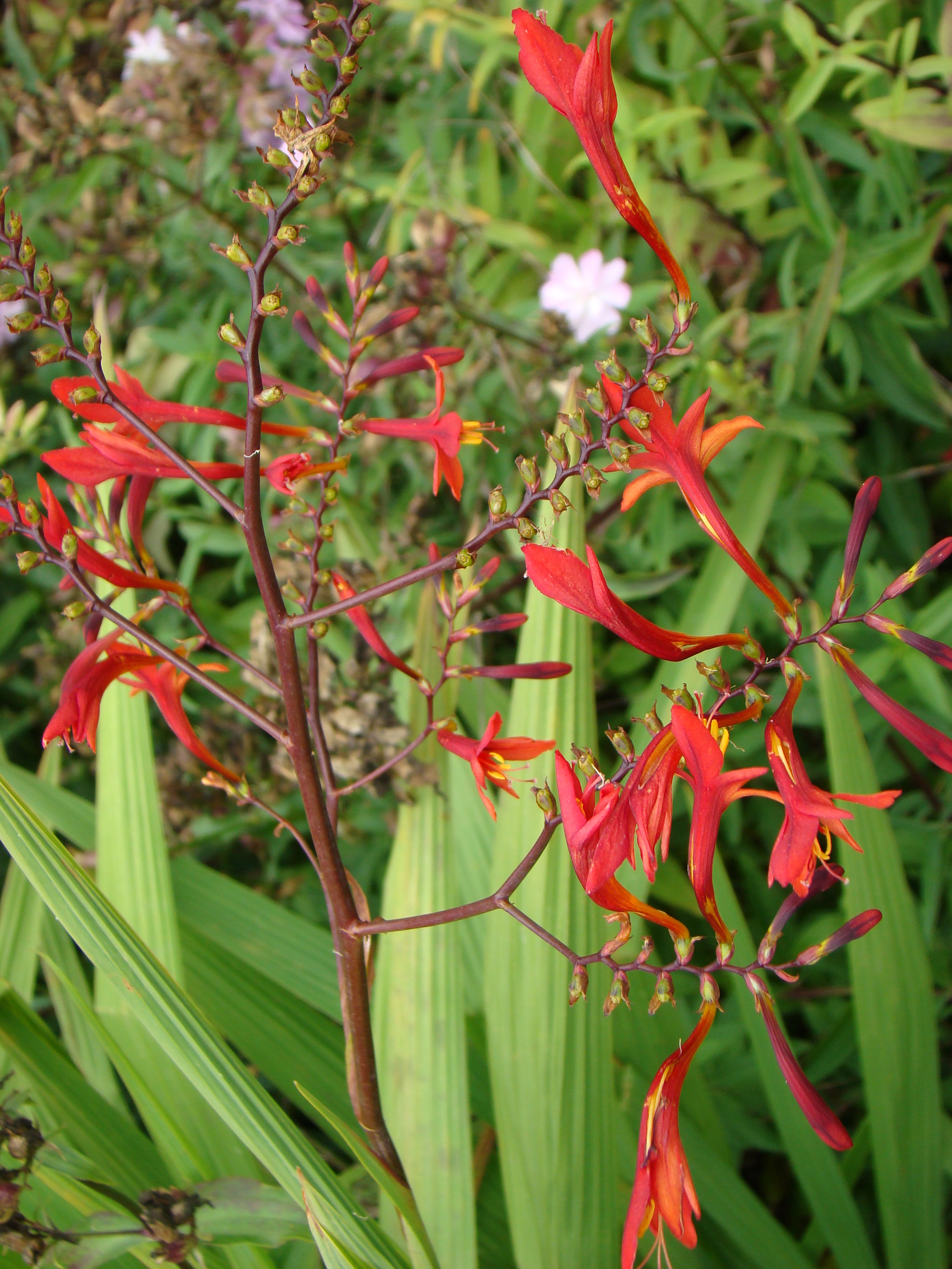 Curtonus paniculatus 1