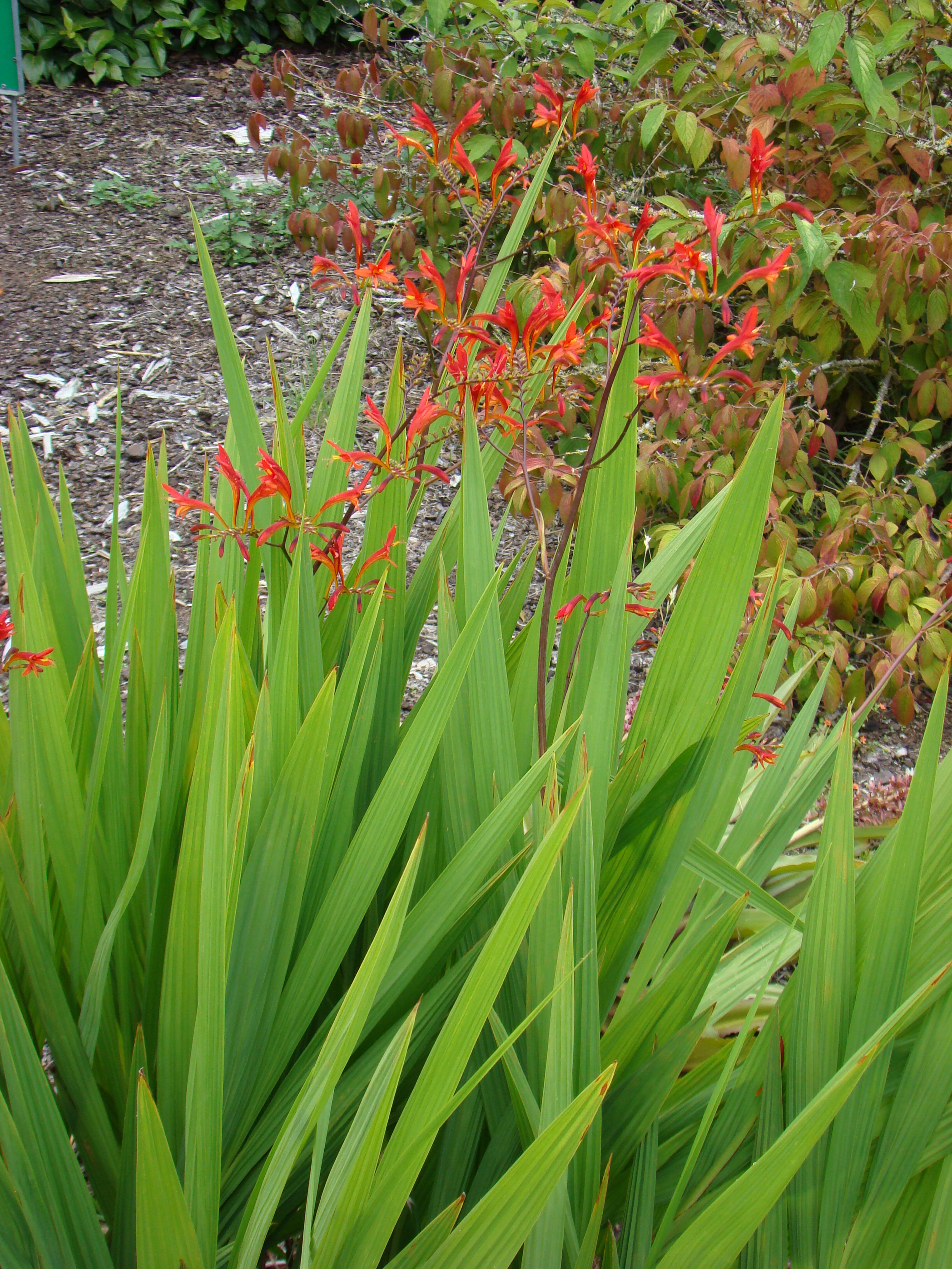 Curtonus paniculatus 2