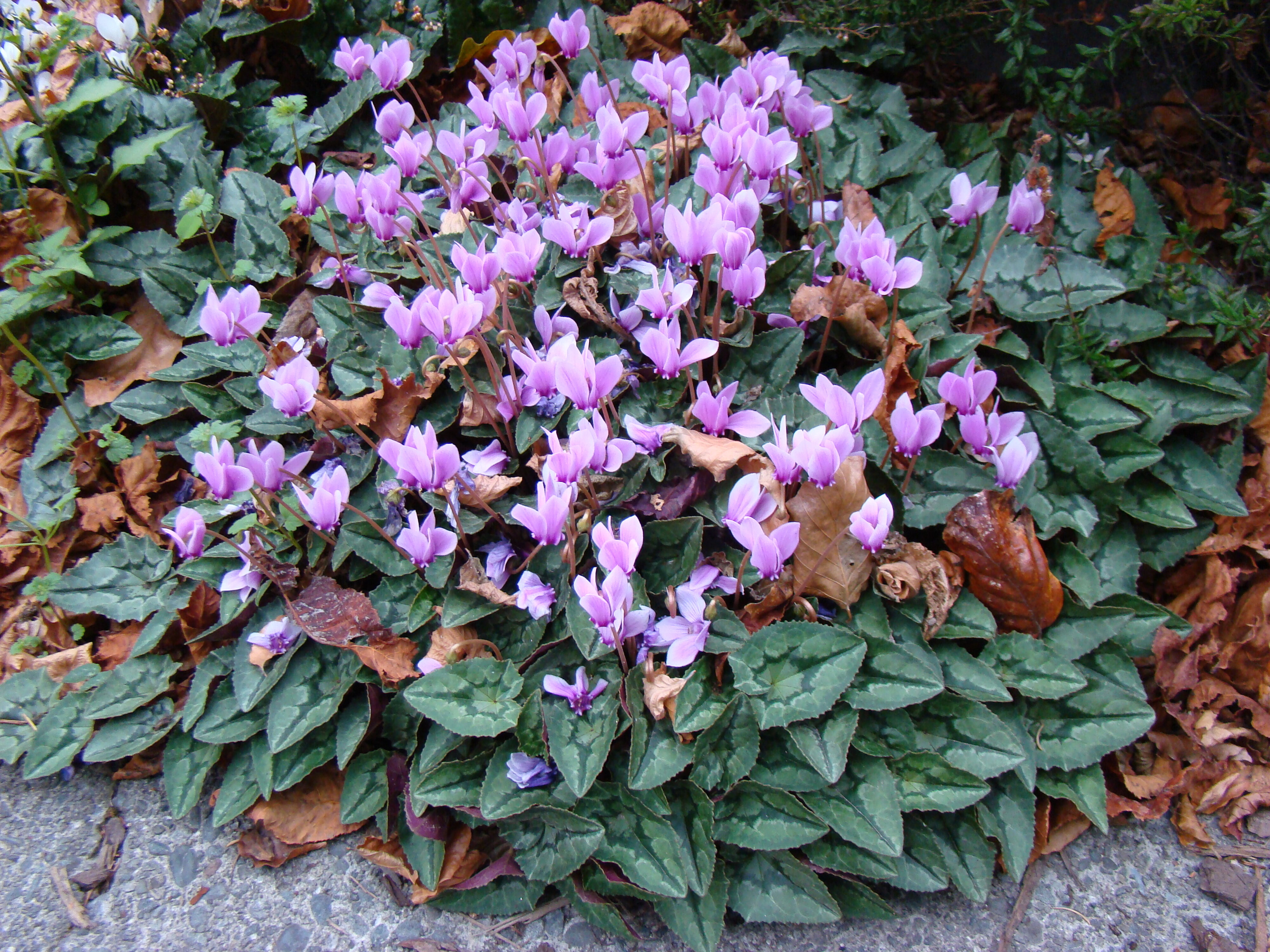 Cyclamen hederifolium