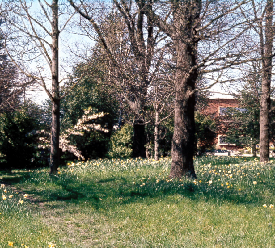 Daffodils at Lincoln University