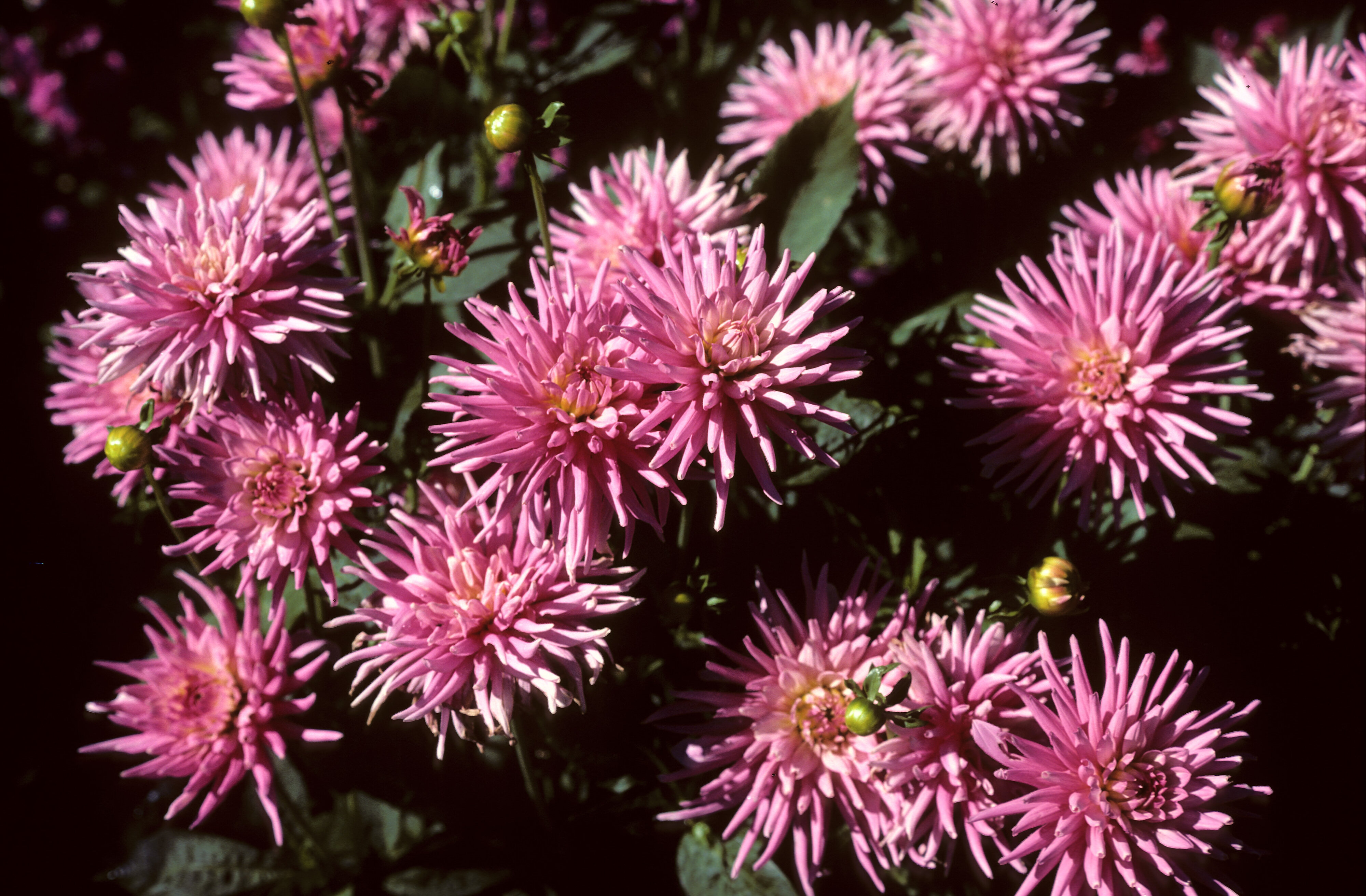 Dahlia Park Princess