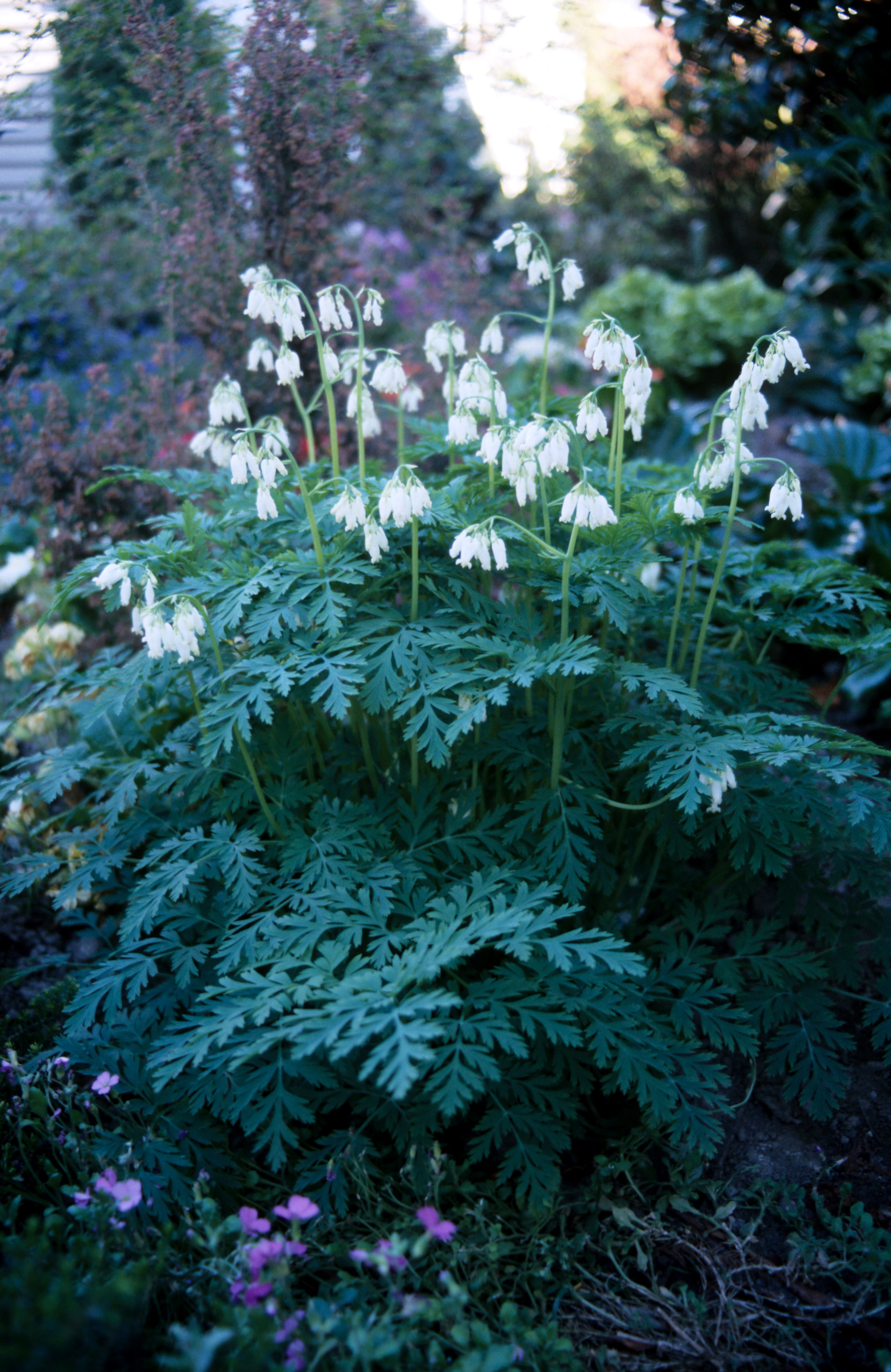 Dicentra eximia Alba