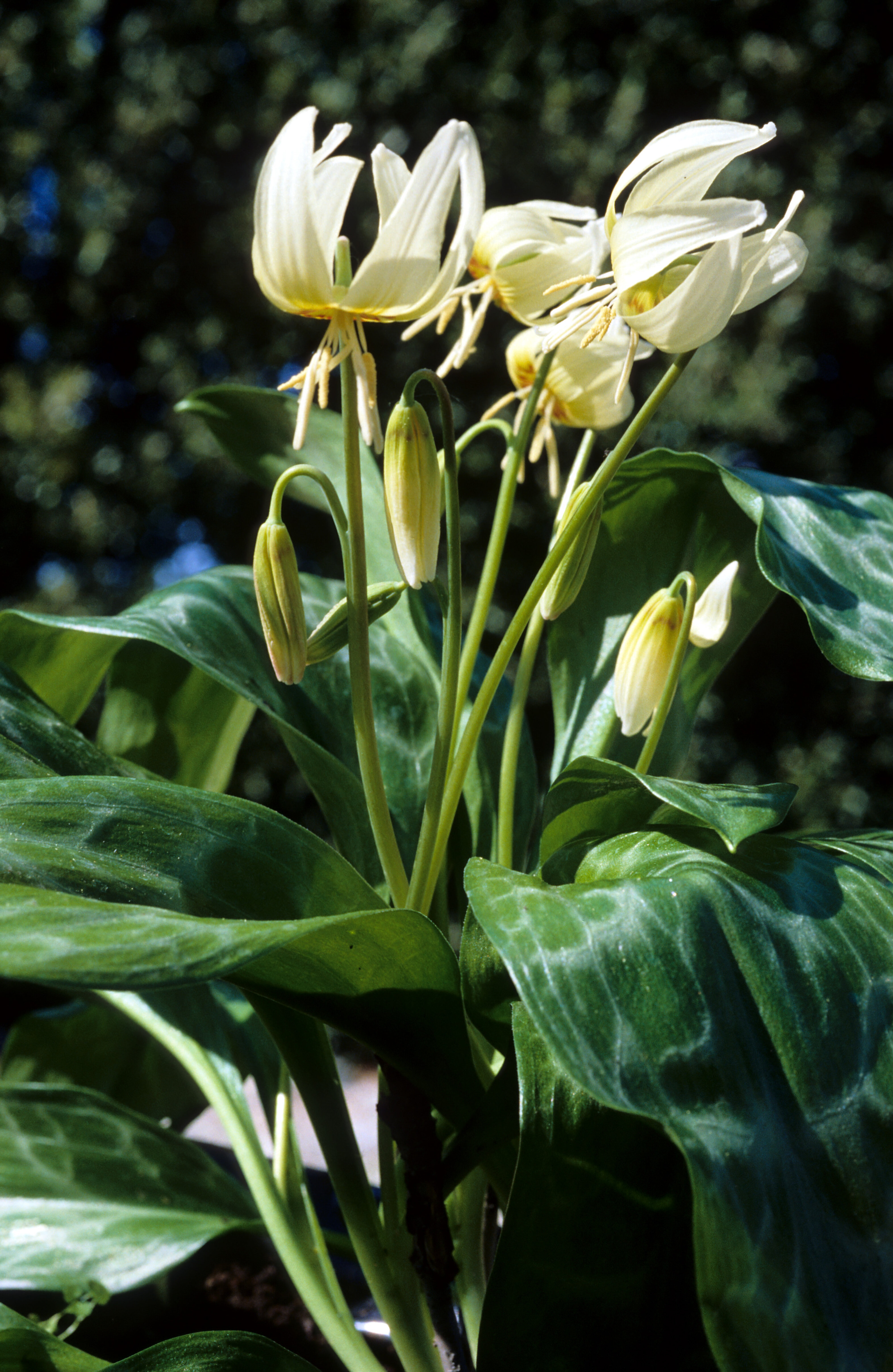 Erythronium White Beauty