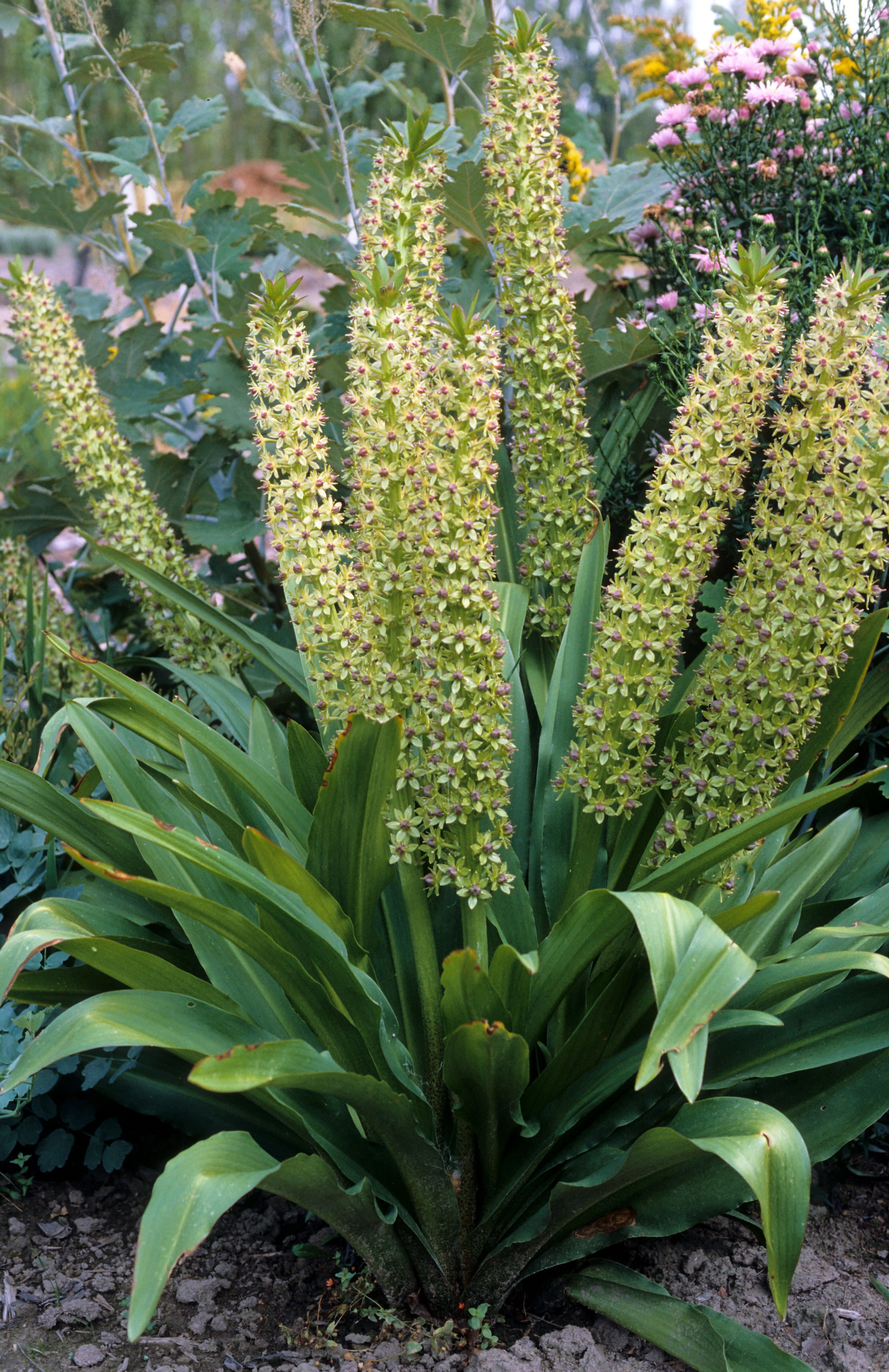 Eucomis comosa