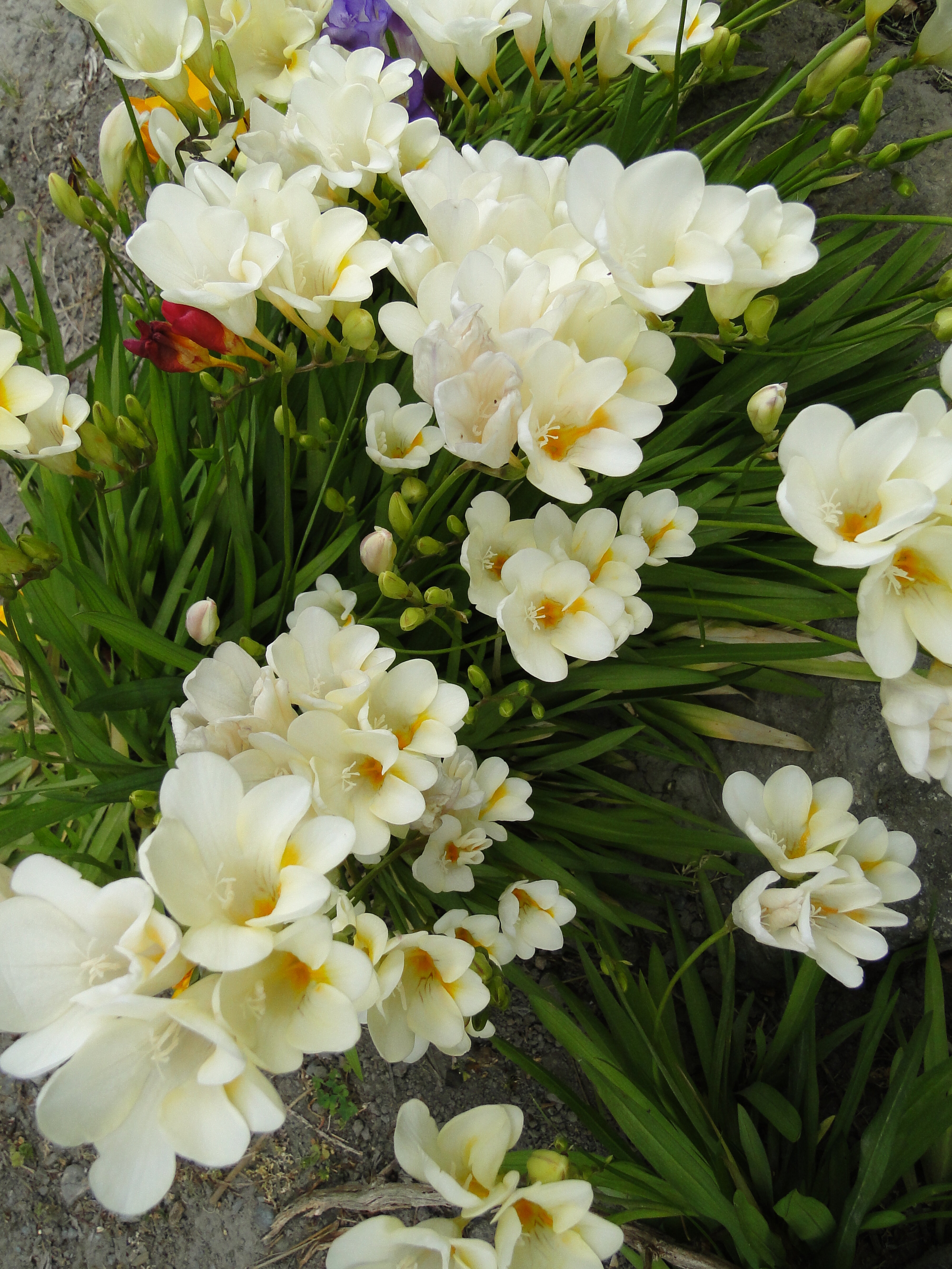 Freesia Burtonii