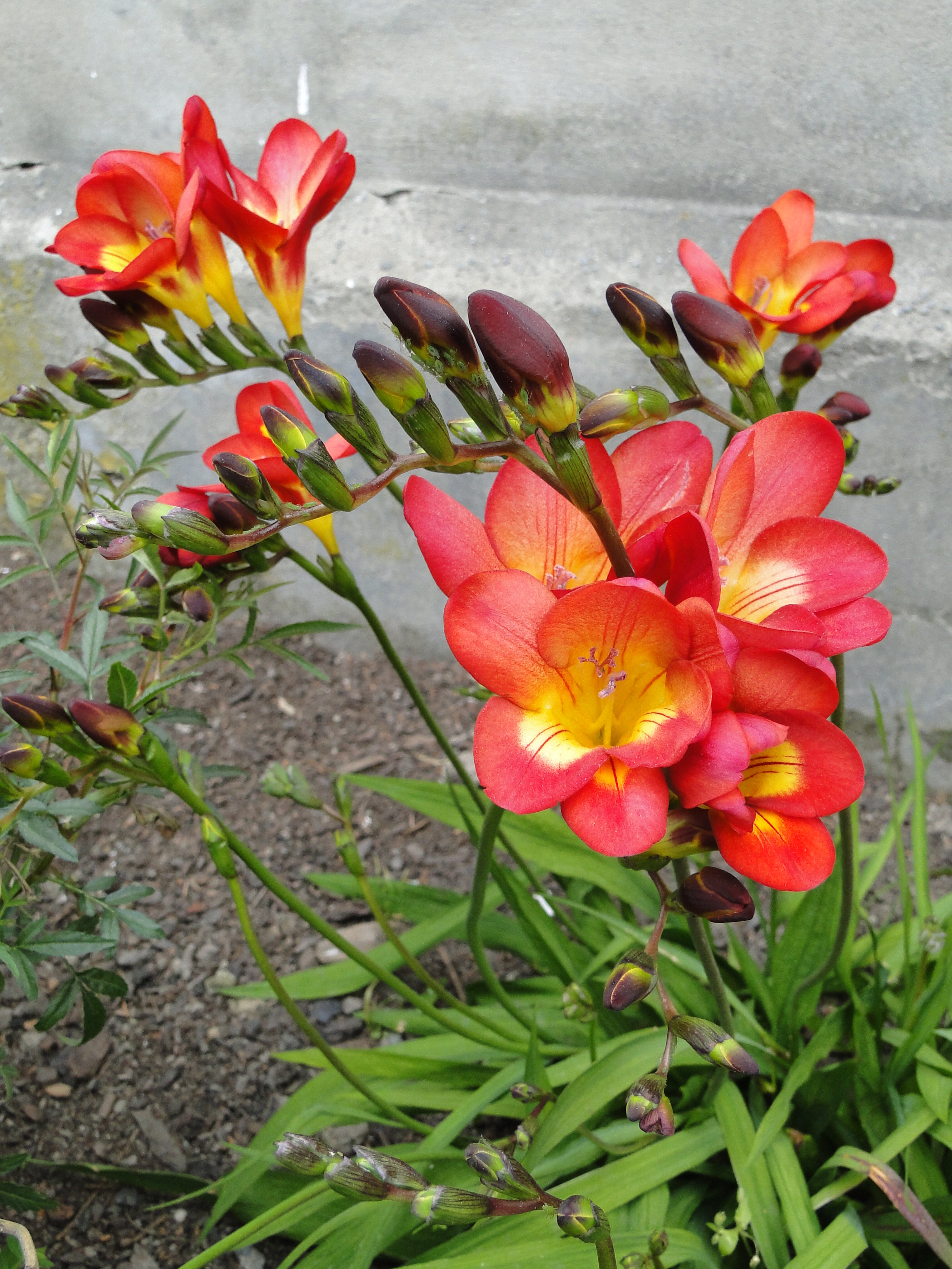 Freesia x hybrida 1