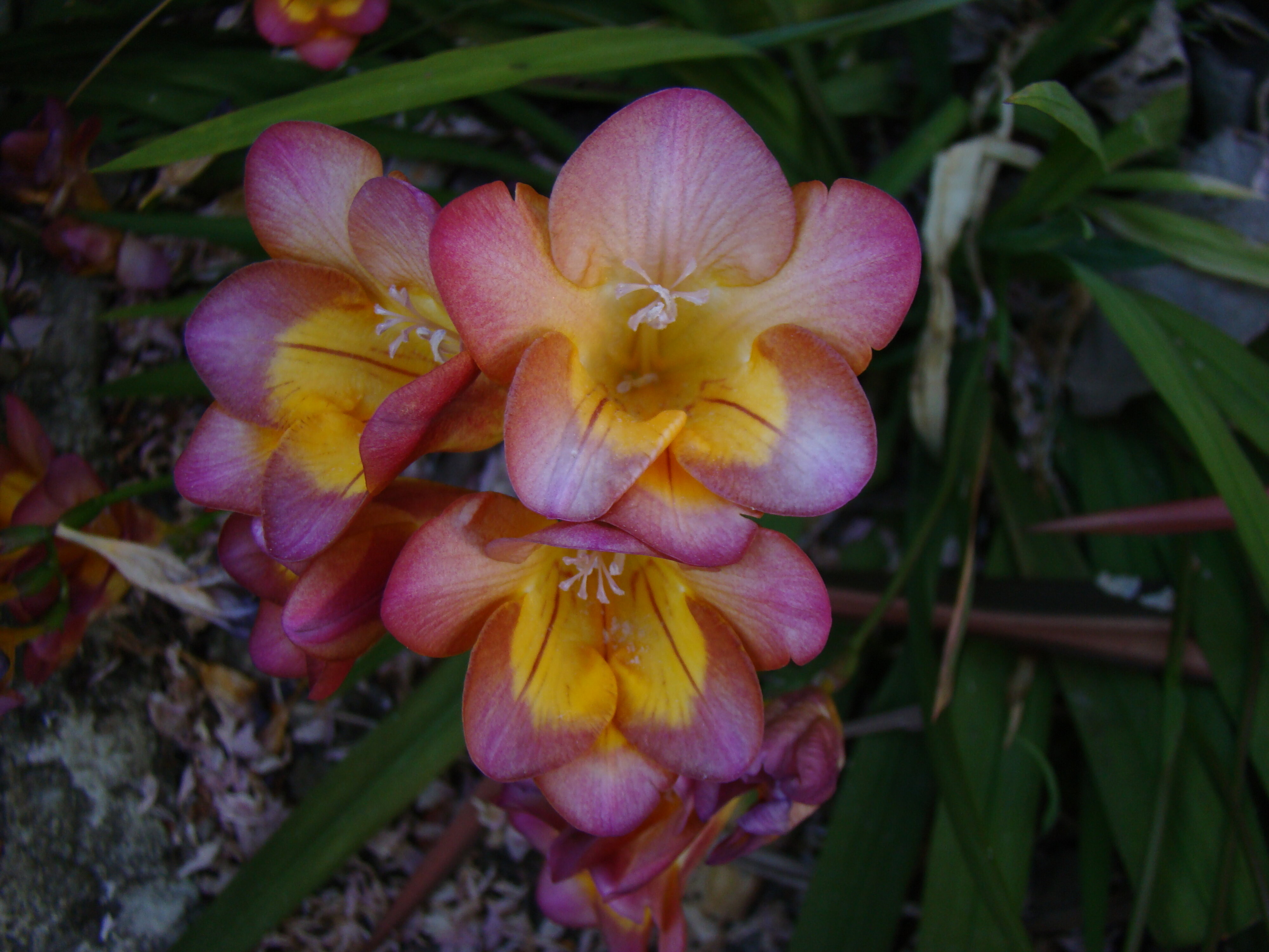 Freesia x hybrida 2