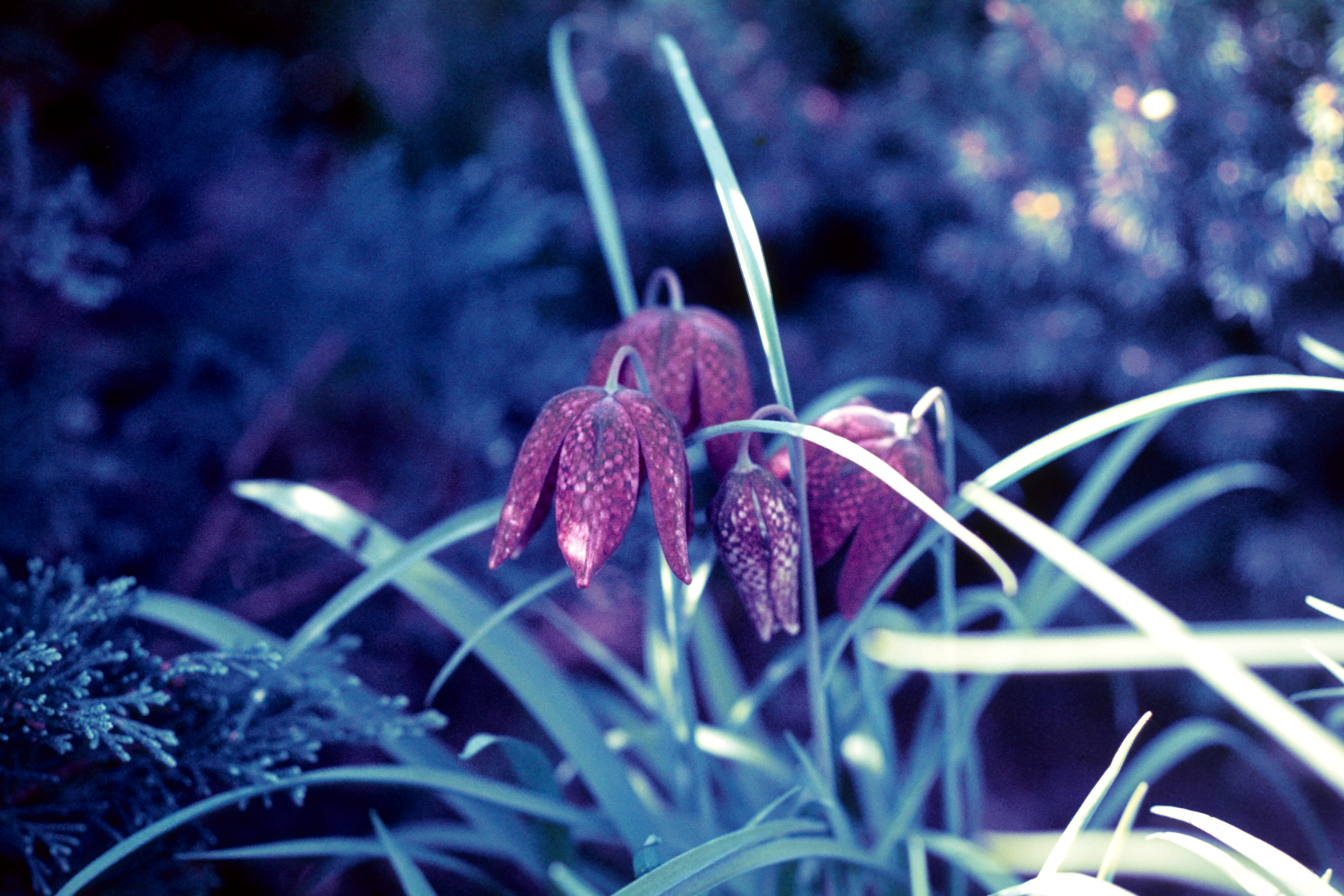 Fritillaria meleagris