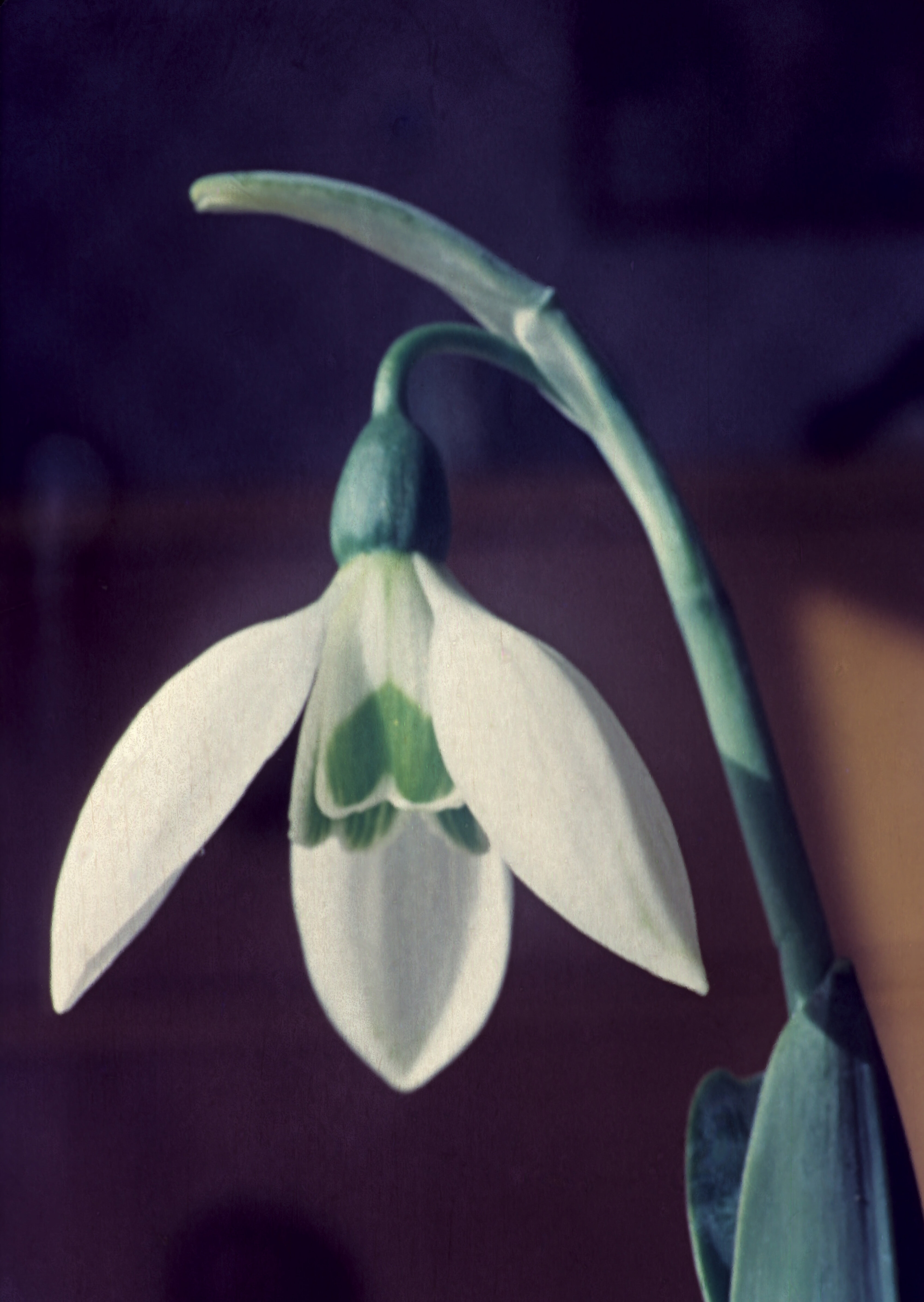 Galanthus elwesii 1