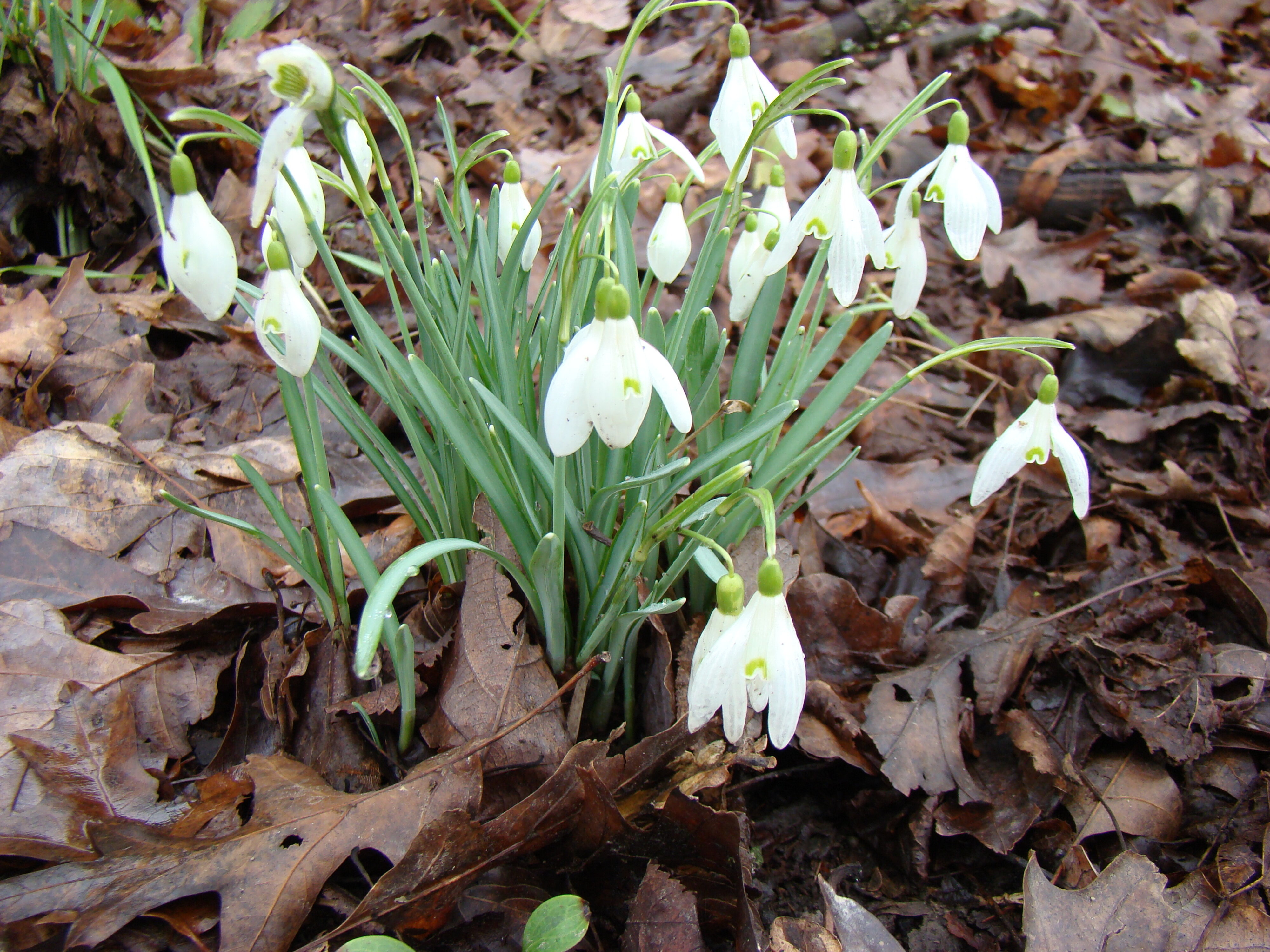 Galanthus elwesii 2