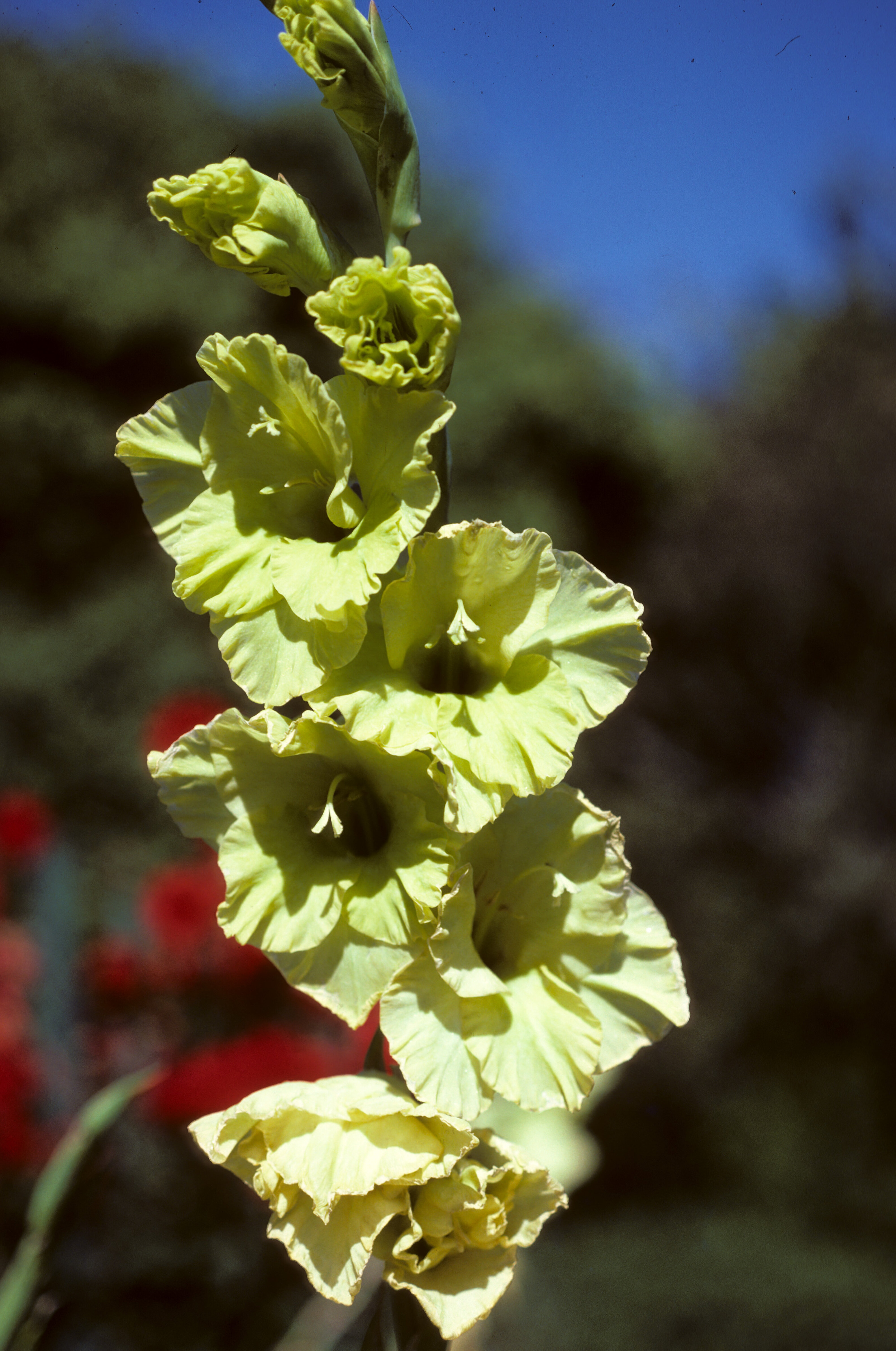 Gladiolus Green Magic