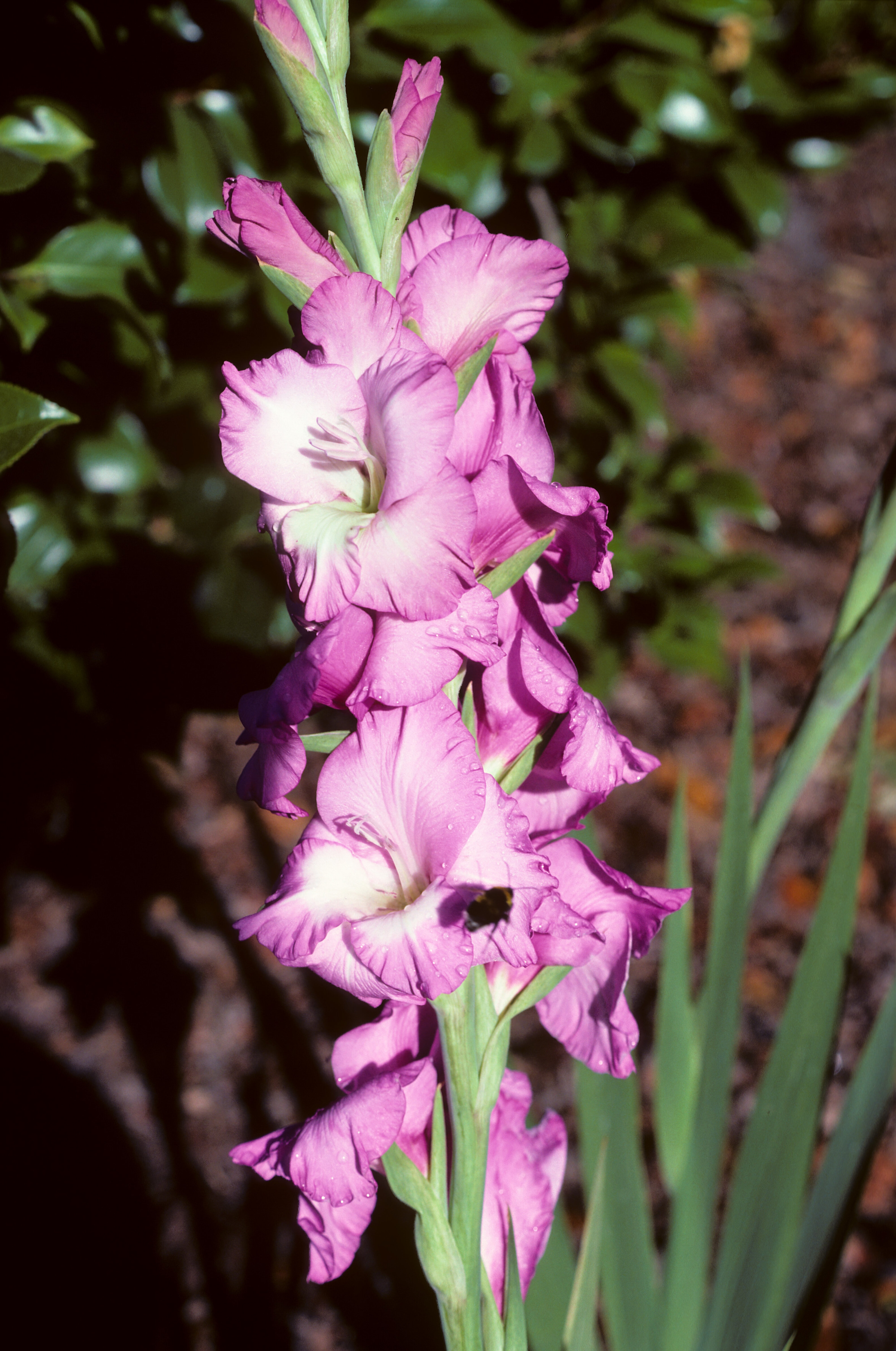 Gladiolus Lavender