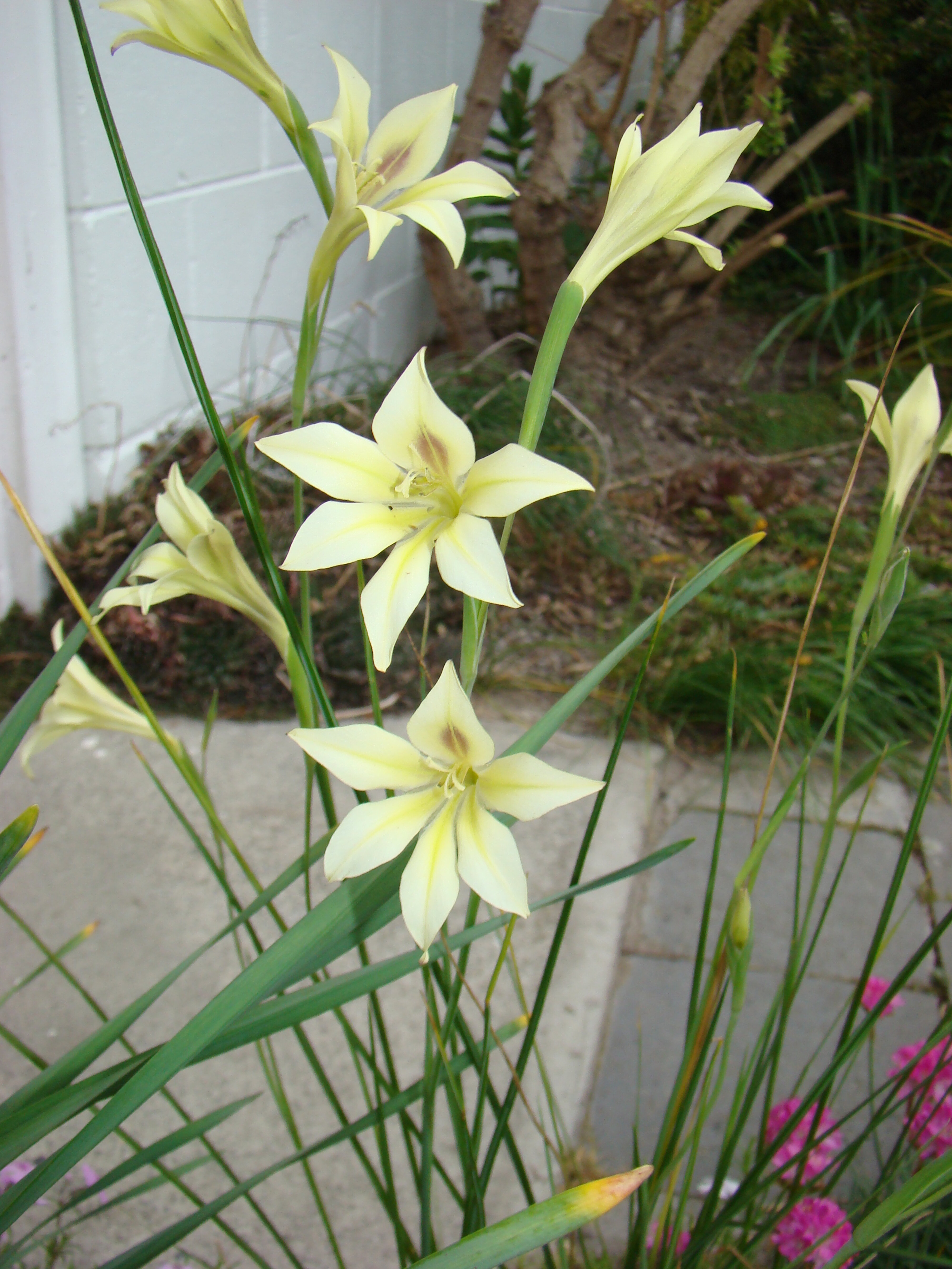 Gladiolus tristis