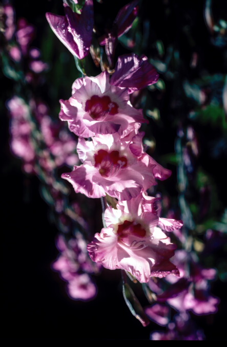 Gladiolus Wine and Roses