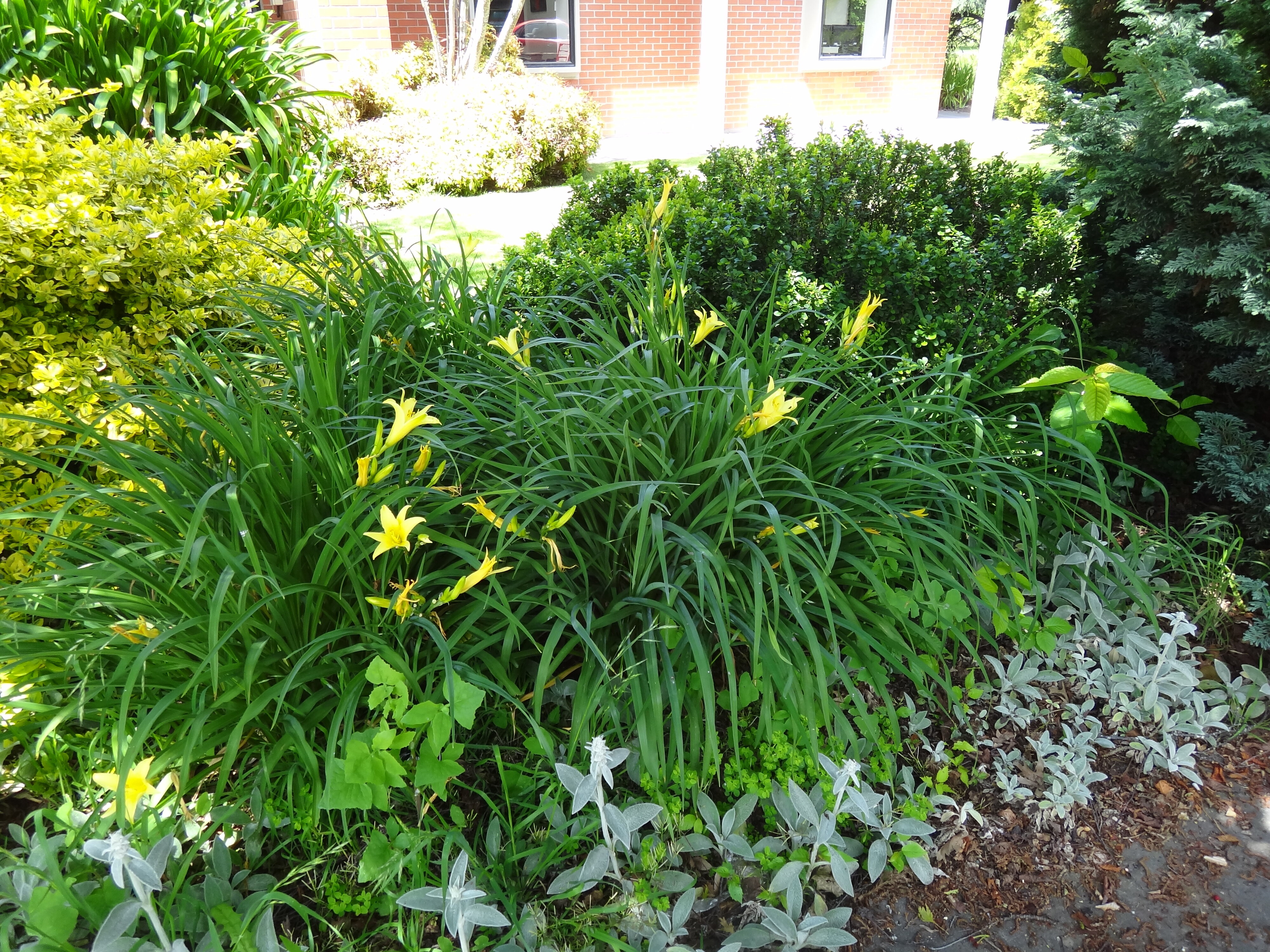 Hemerocallis fulva 1