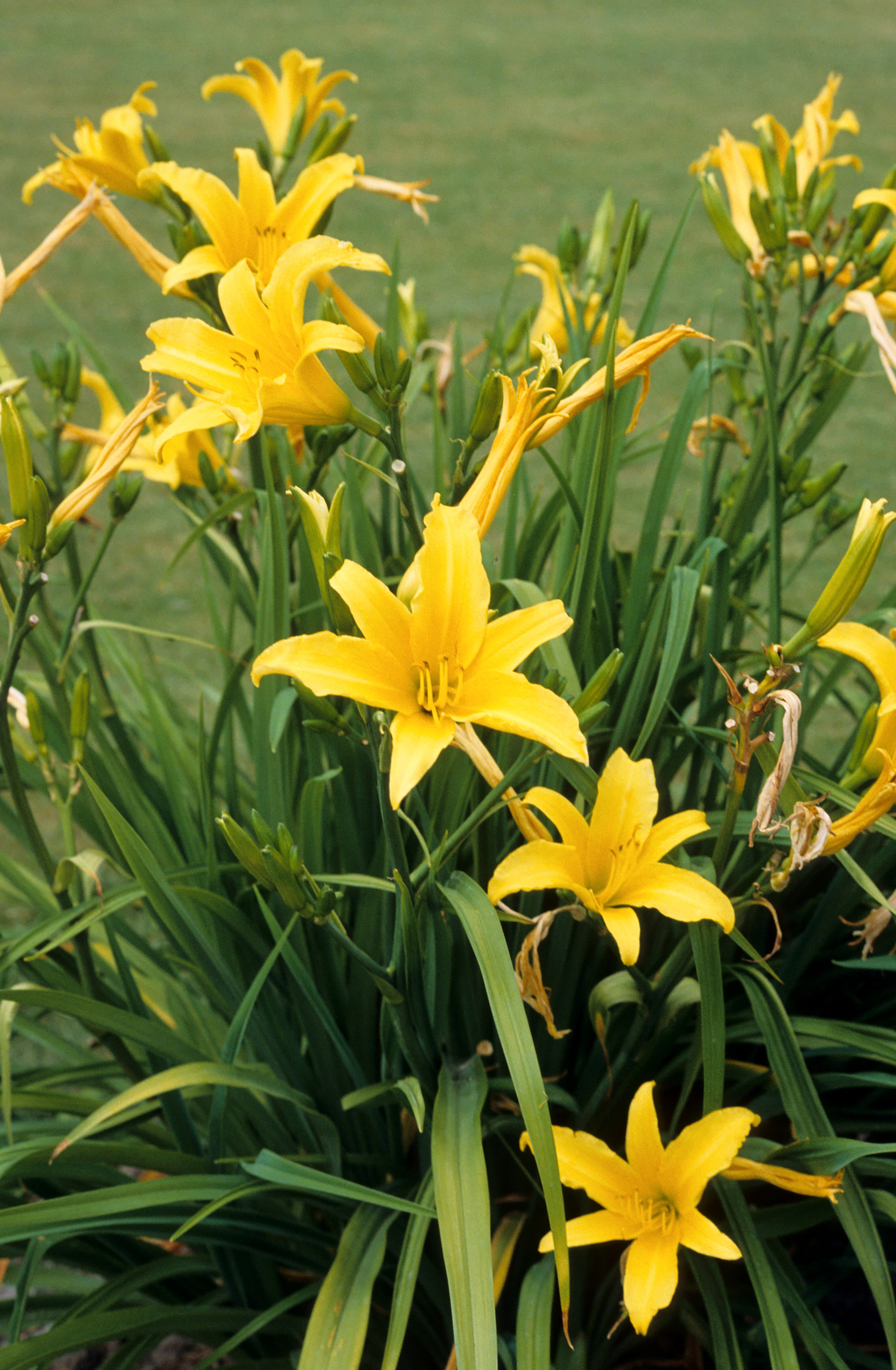 Hemerocallis fulva 2