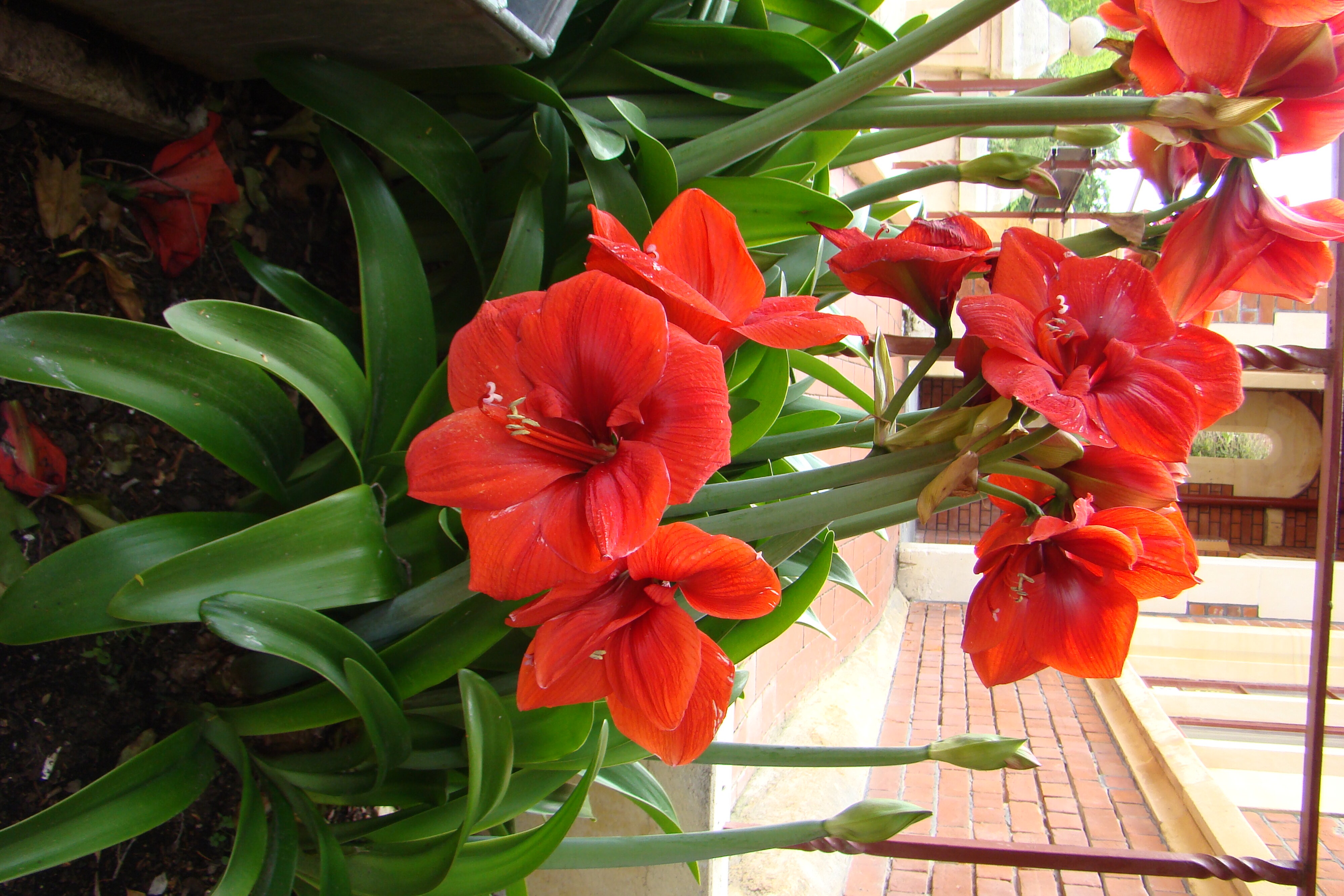 Hippeastrum equestre outside Ivey Hall