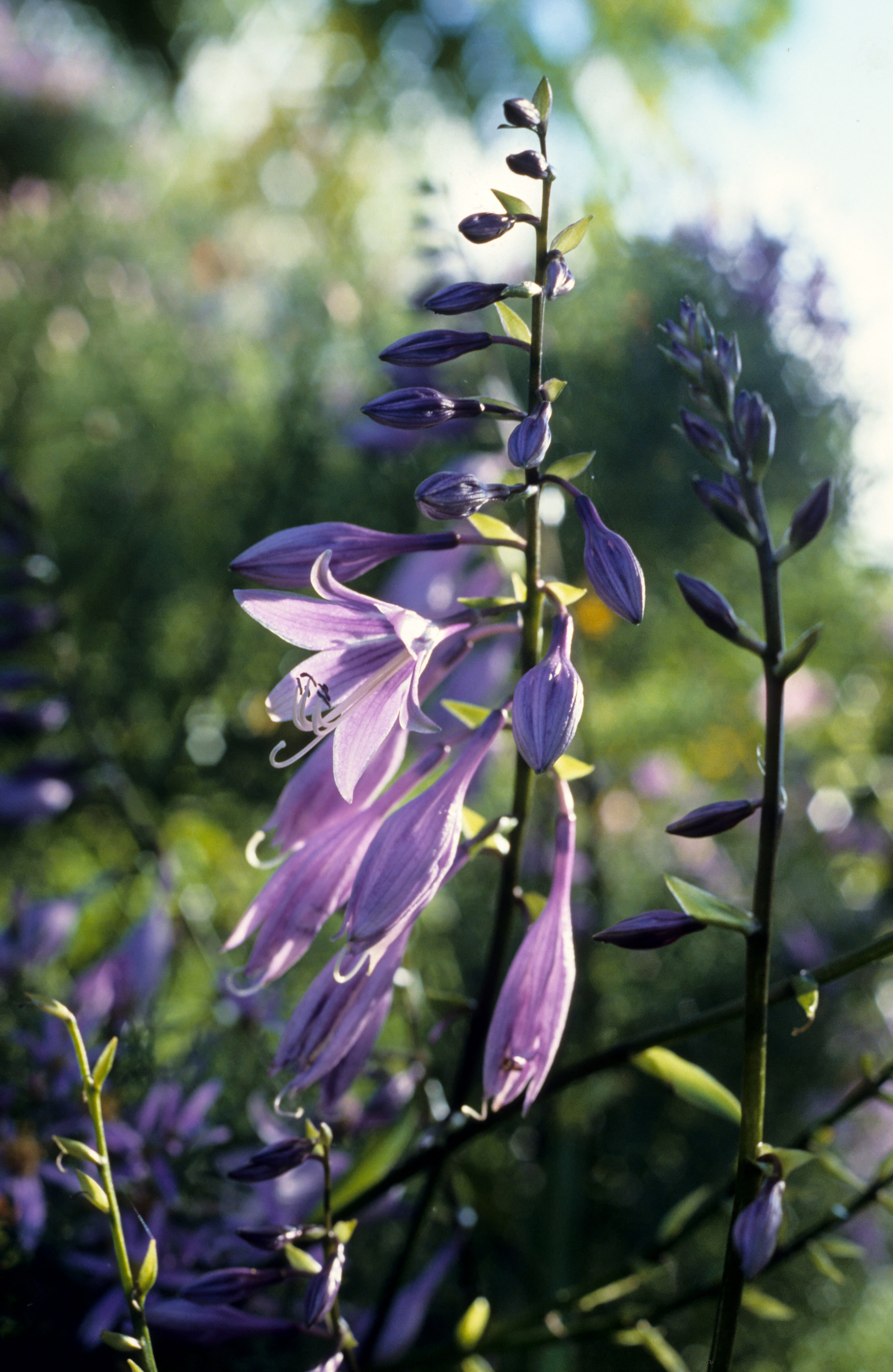 Hosta lancifolia
