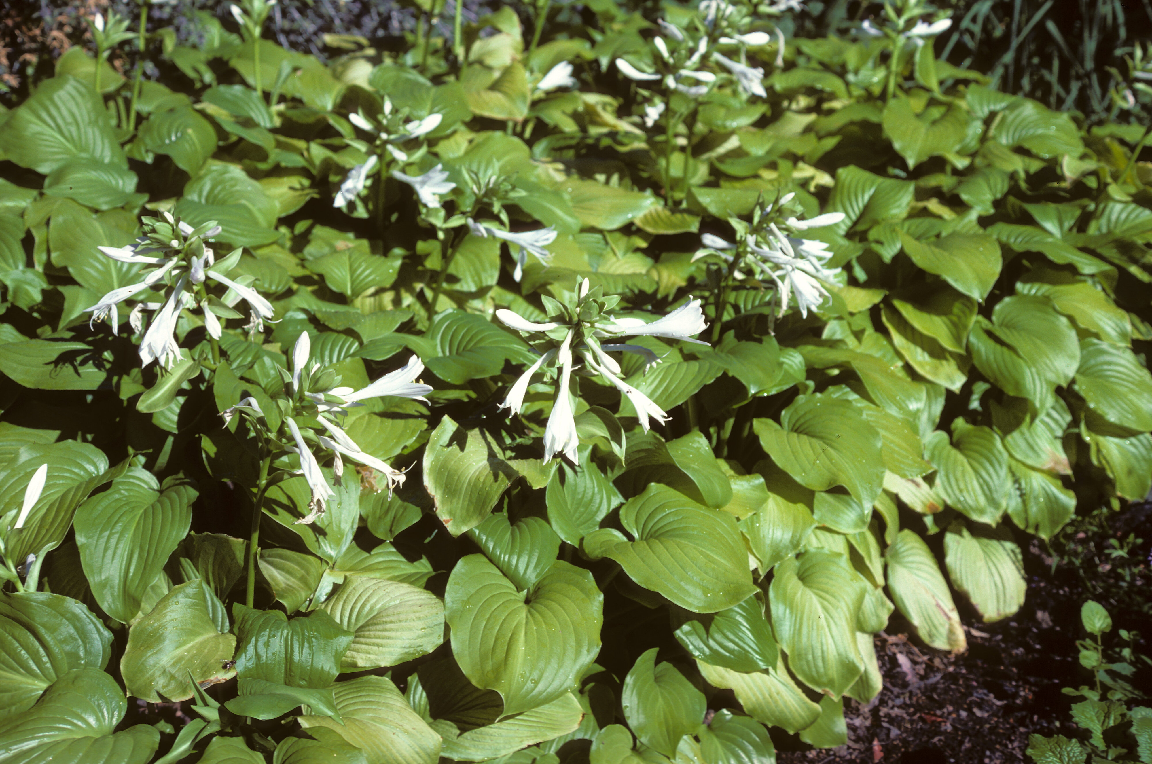 Hosta plantaginea