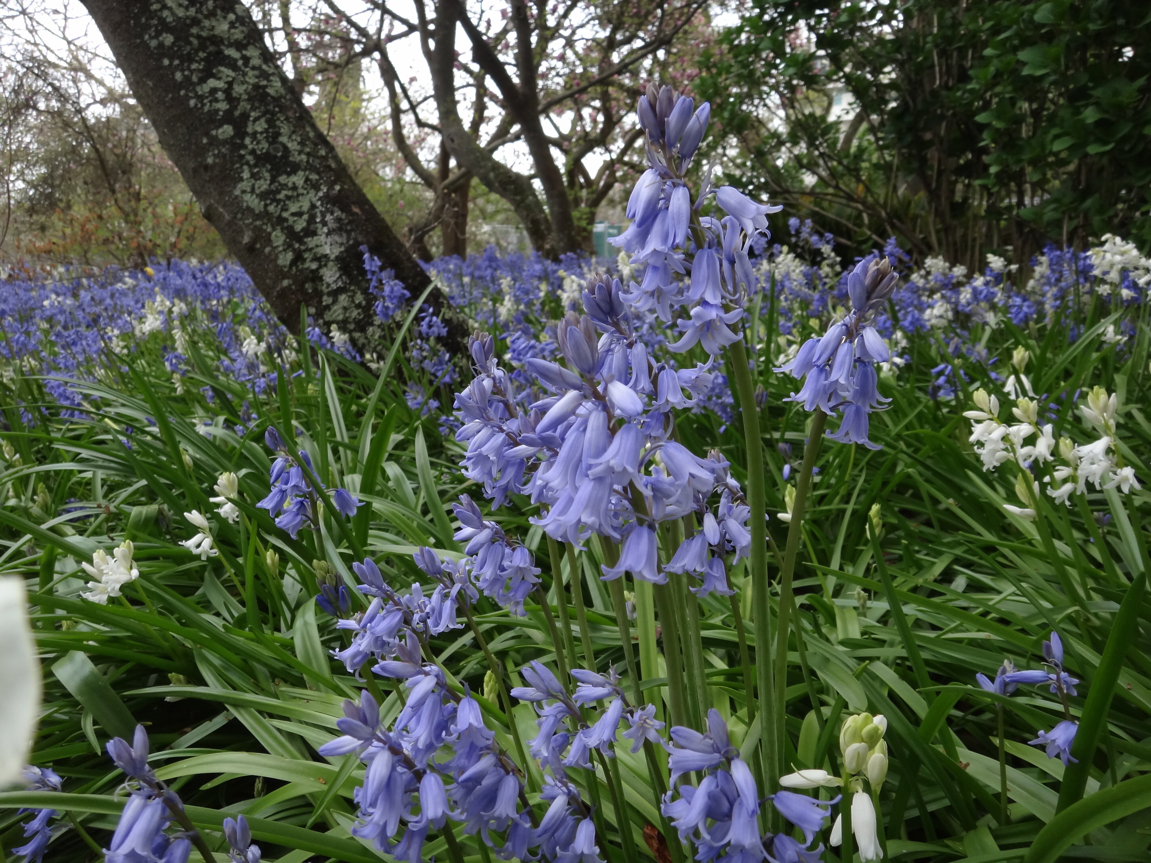 Hyacinthoides non-scripta 1
