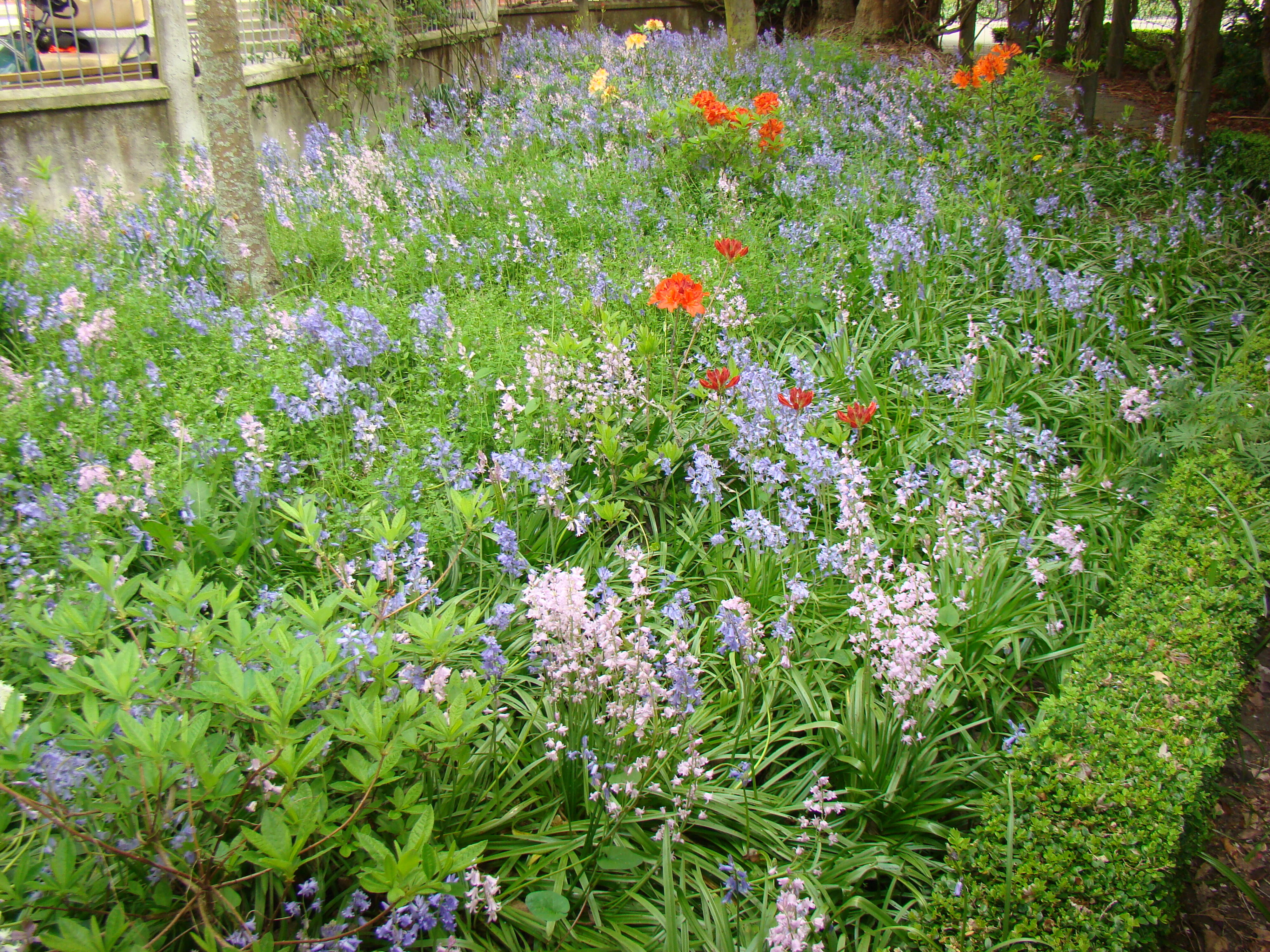 Hyacinthoides non-scripta 2