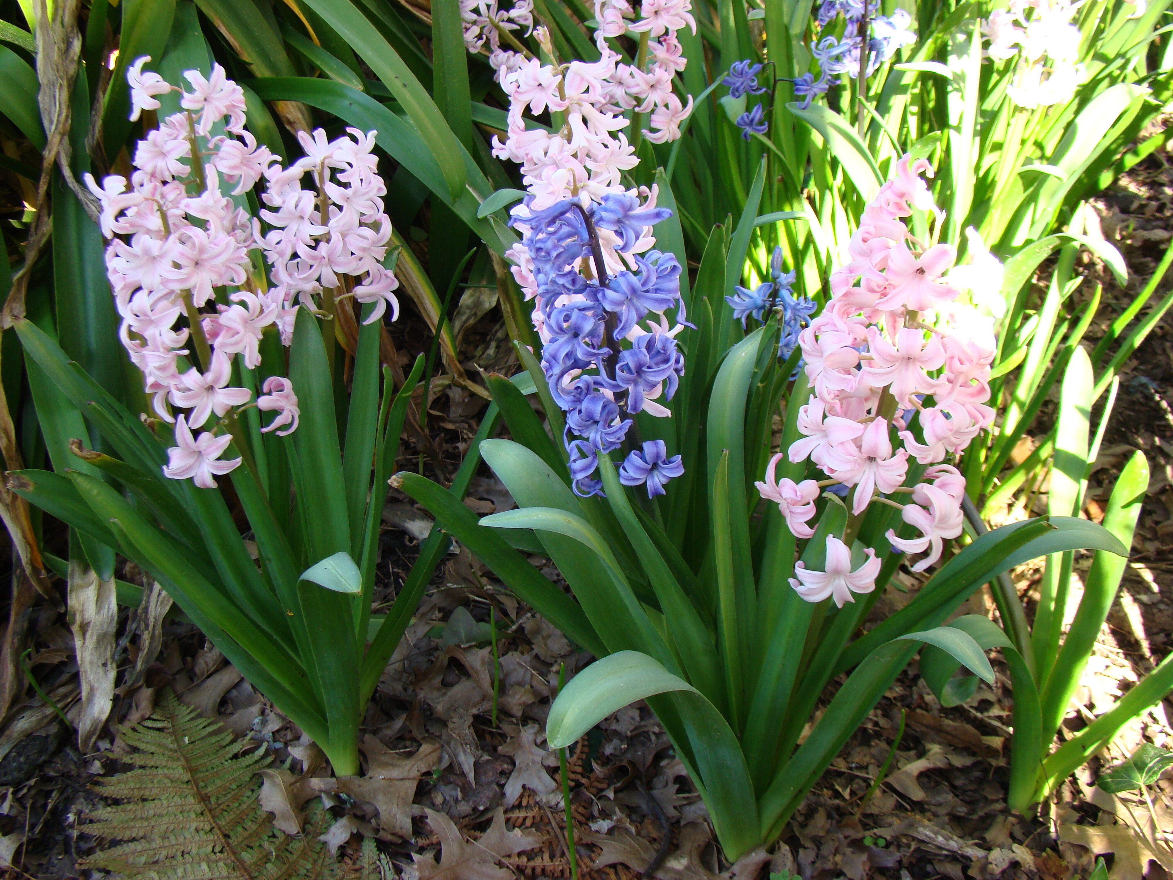 Hyacinthus orientalis
