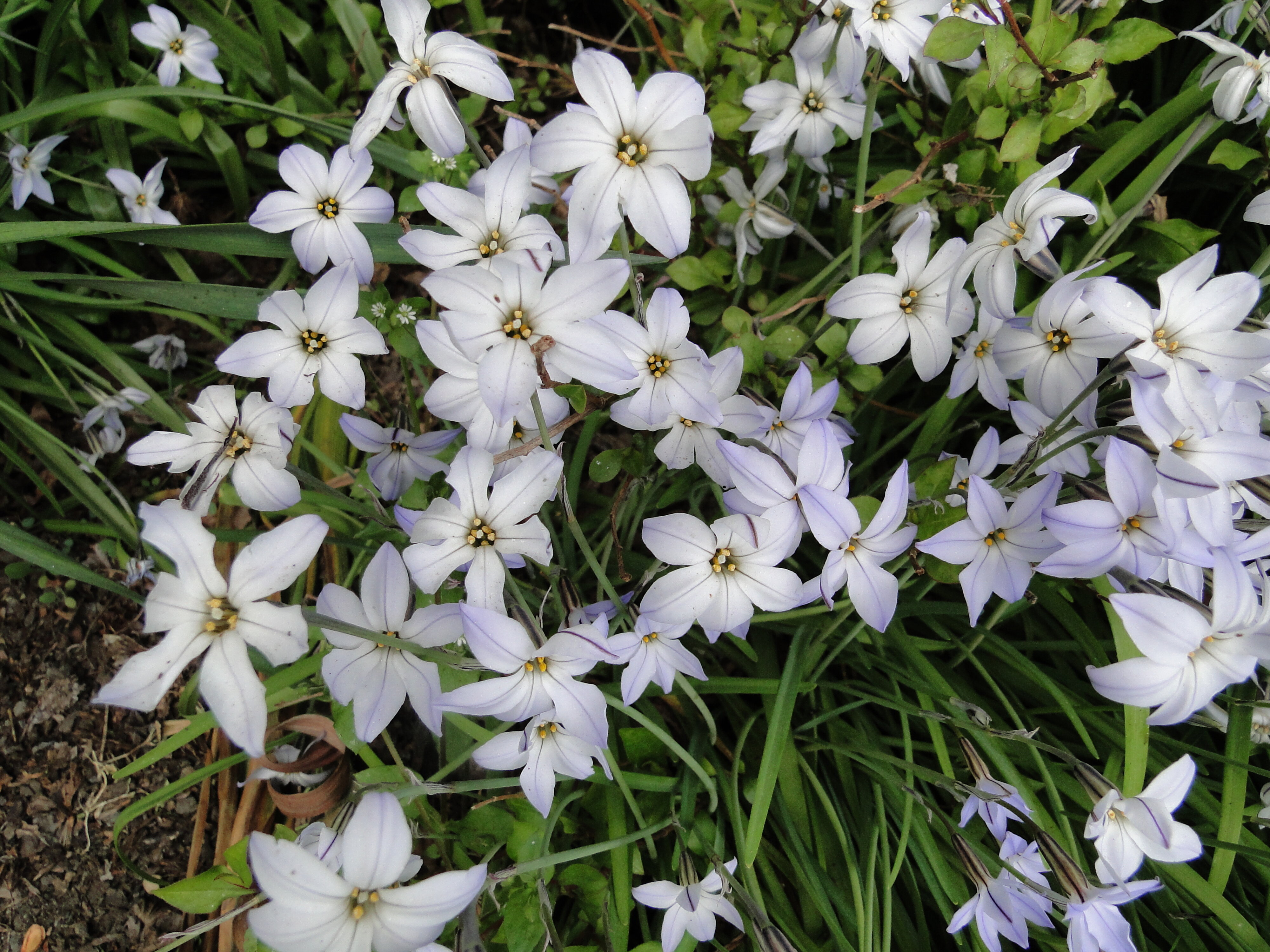 Ipheion uniflora 2