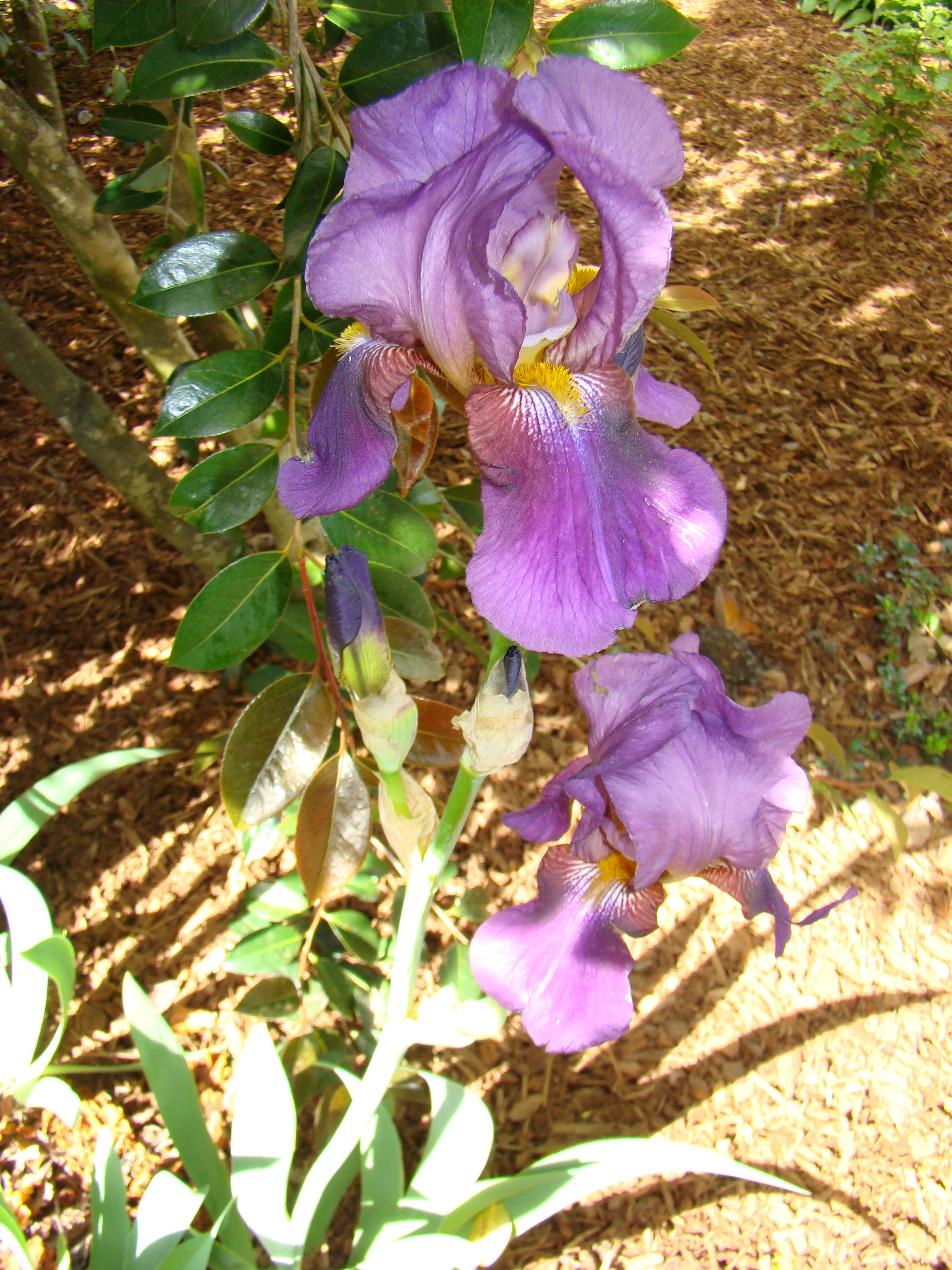 Iris 1