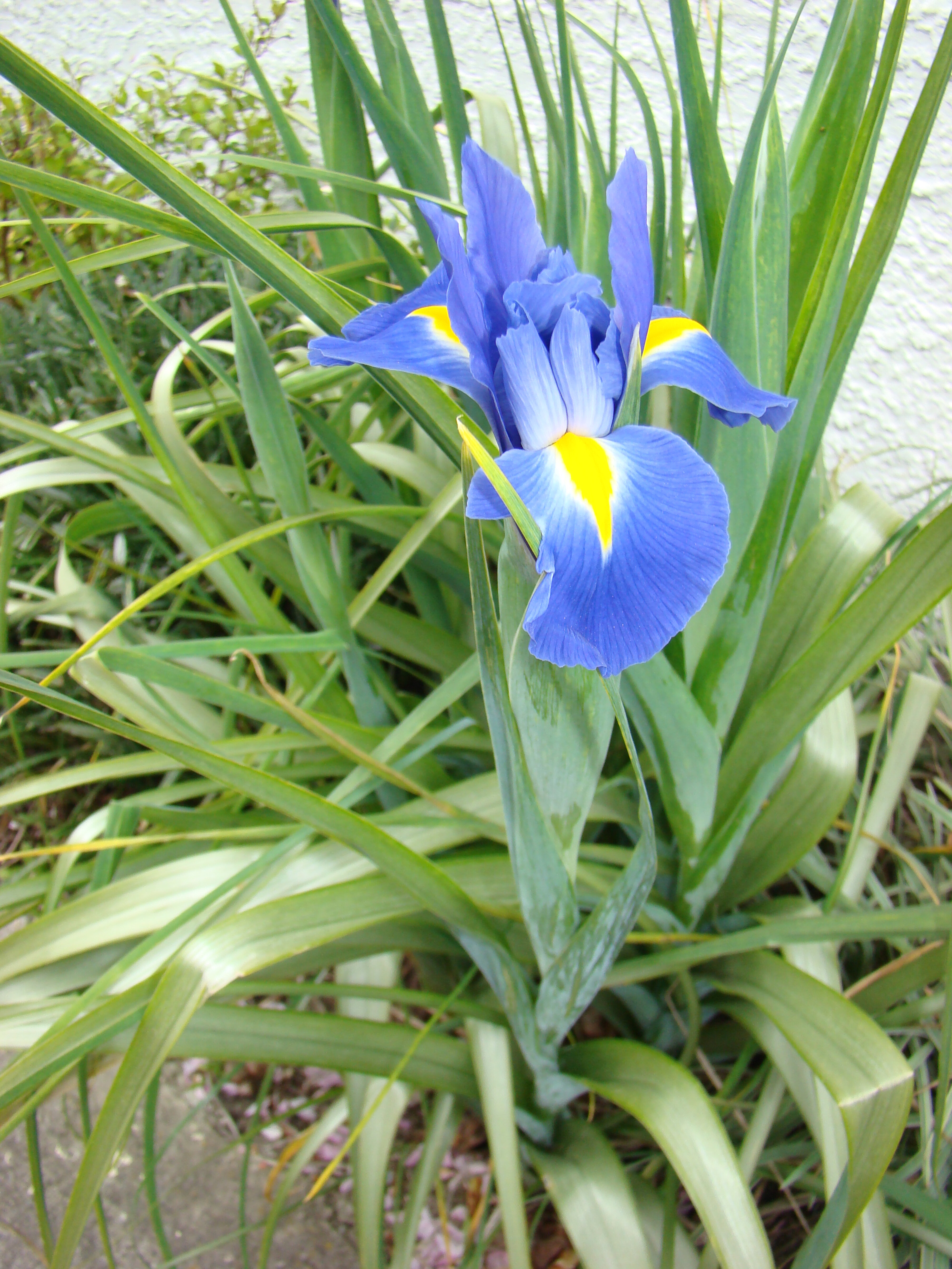 Iris Dutch 1