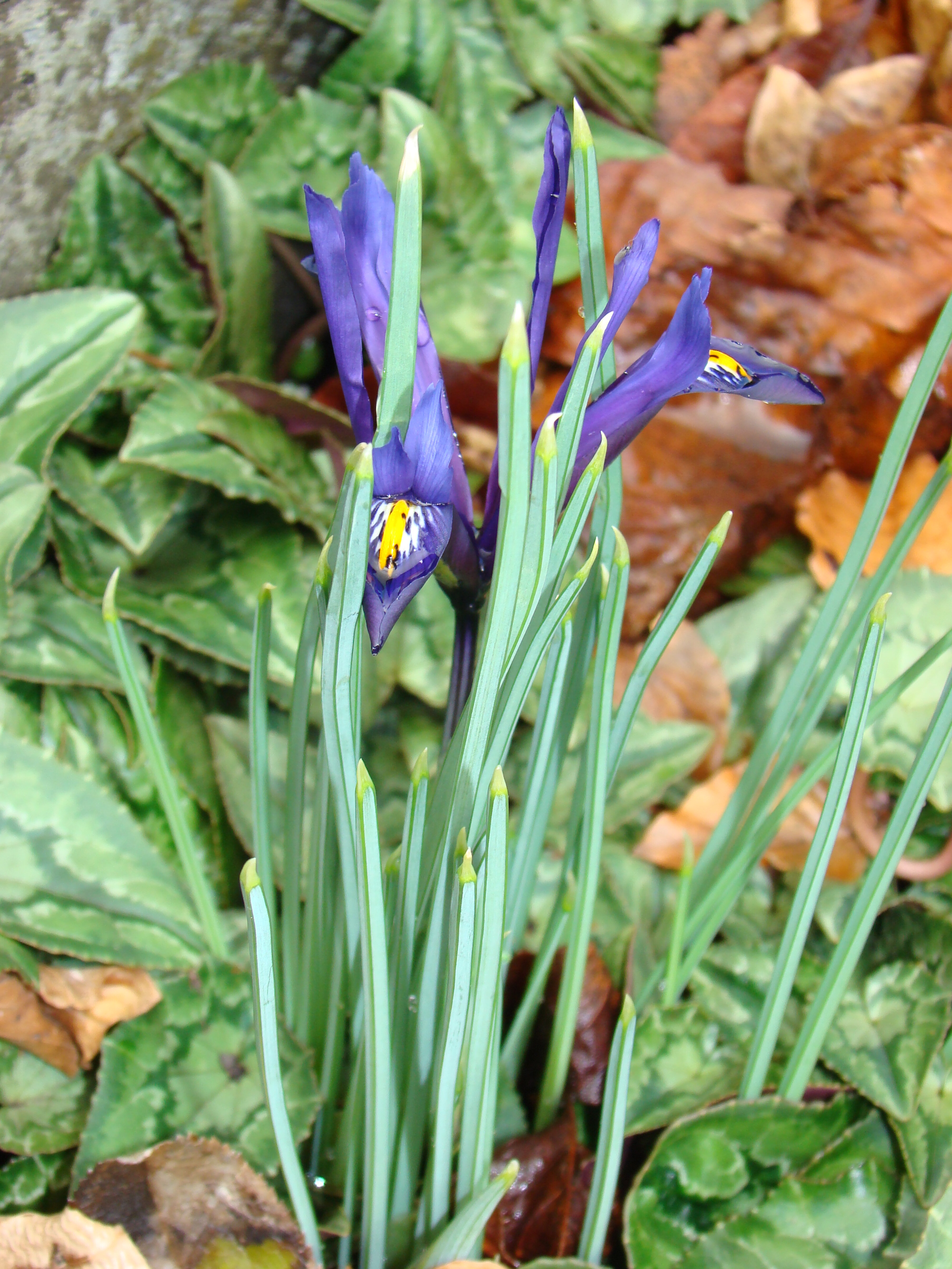 Iris reticulata 1