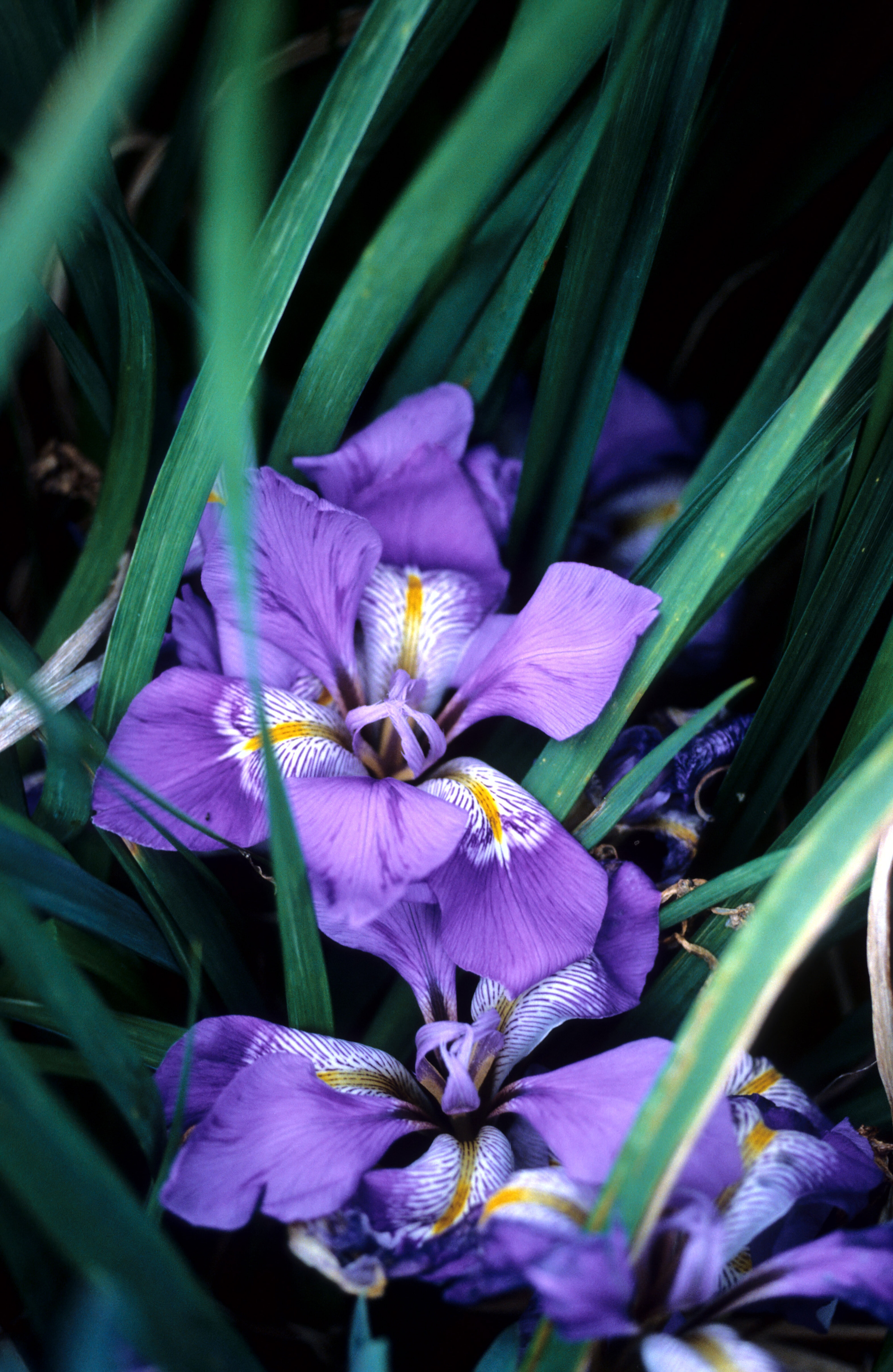 Iris unguicularis