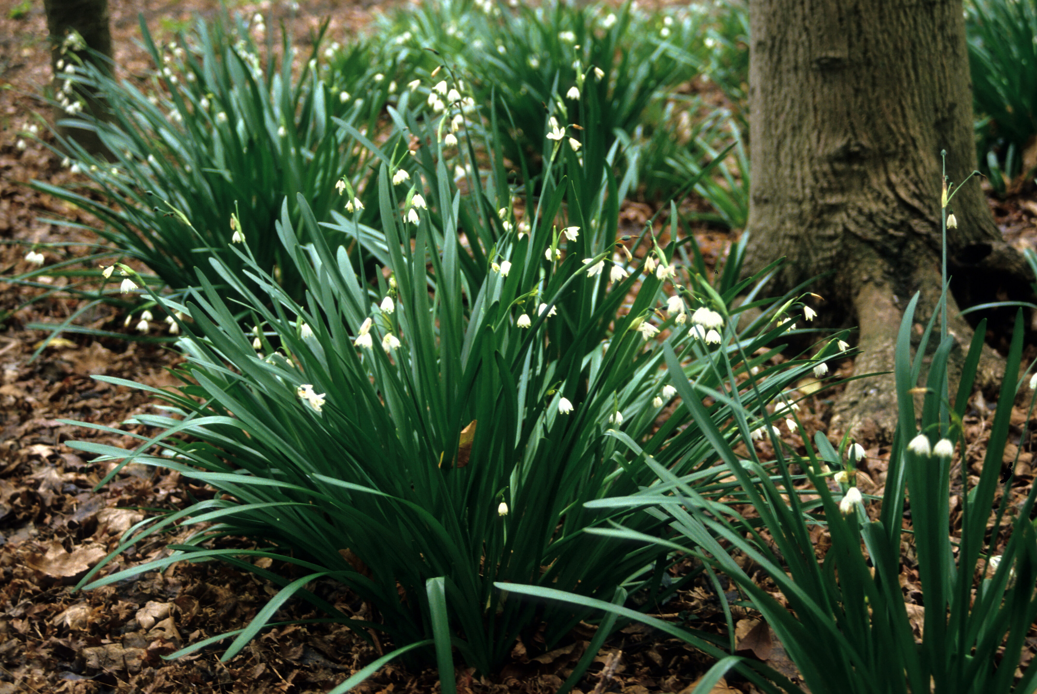 Leucojum aestivum