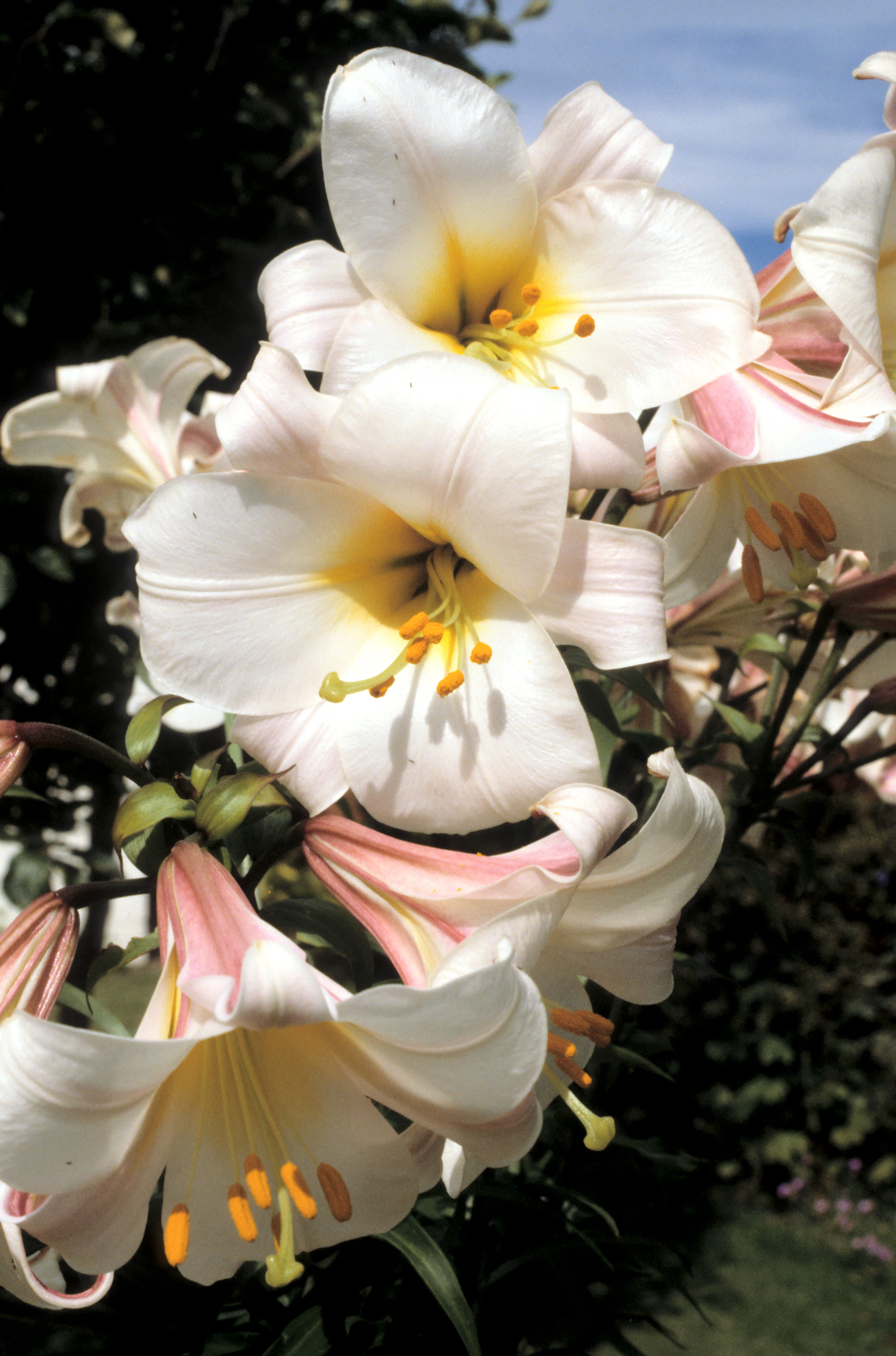 Lilium regale