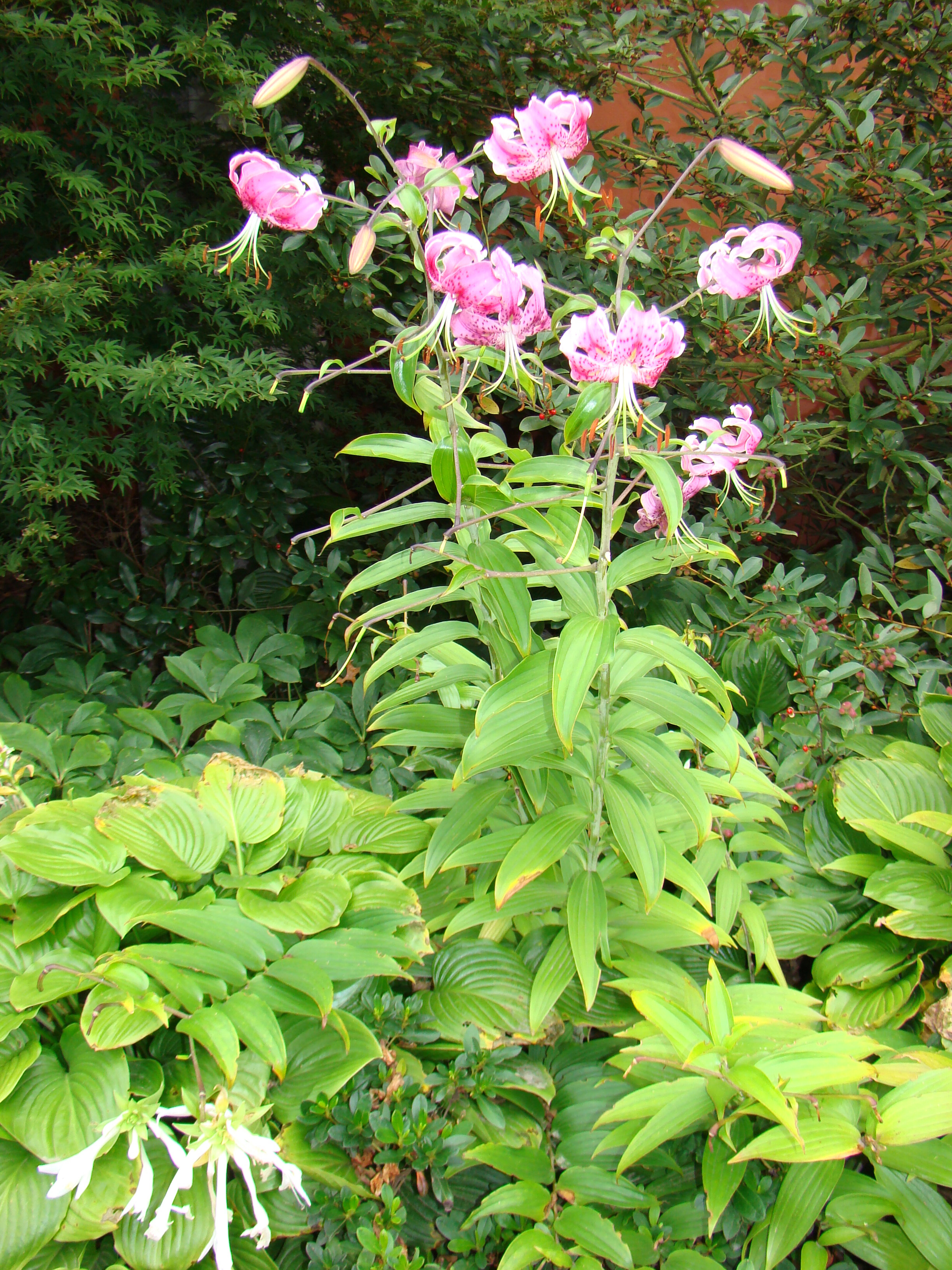 Lilium speciossum cv