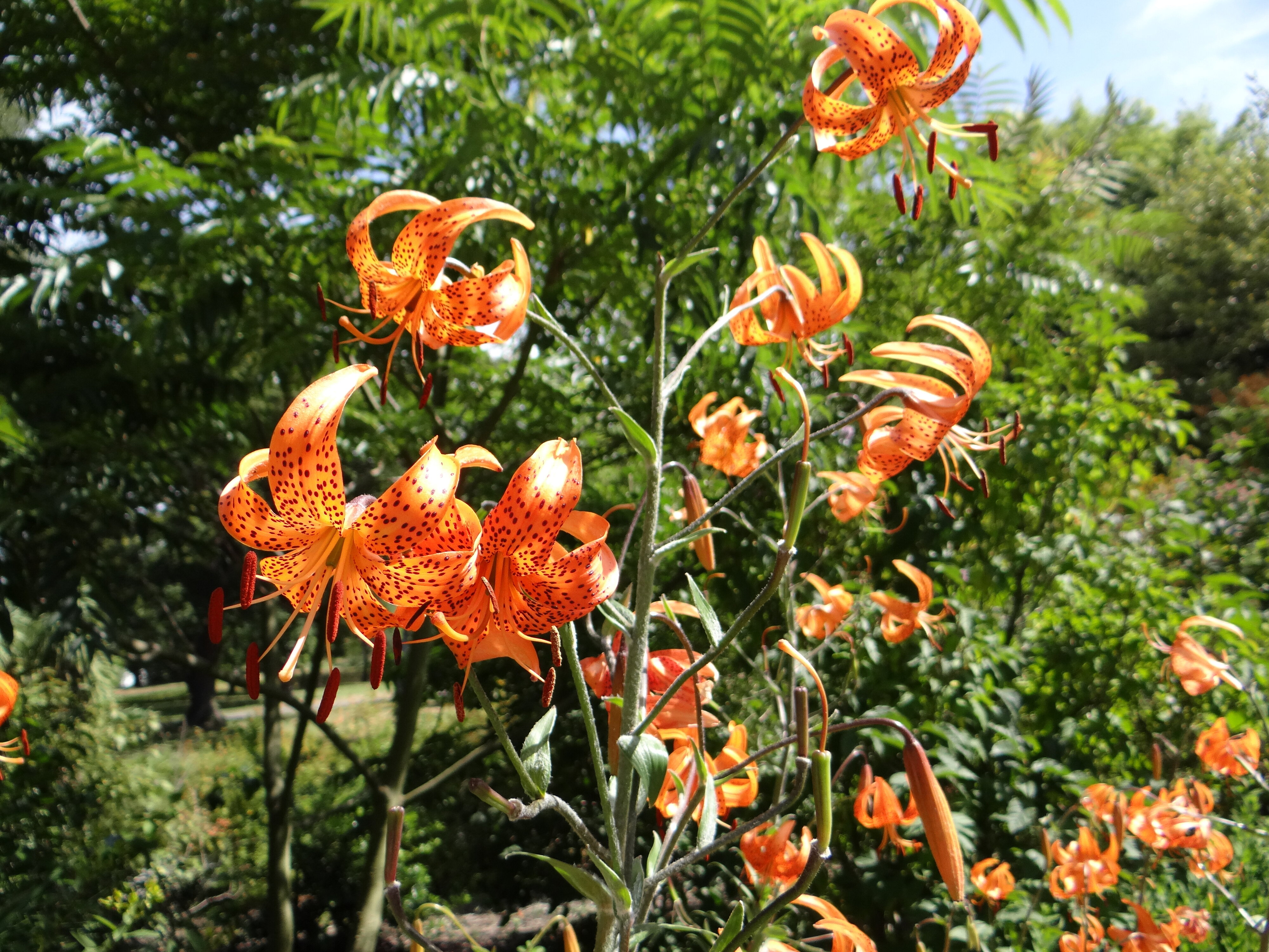 Lilium tigrinum