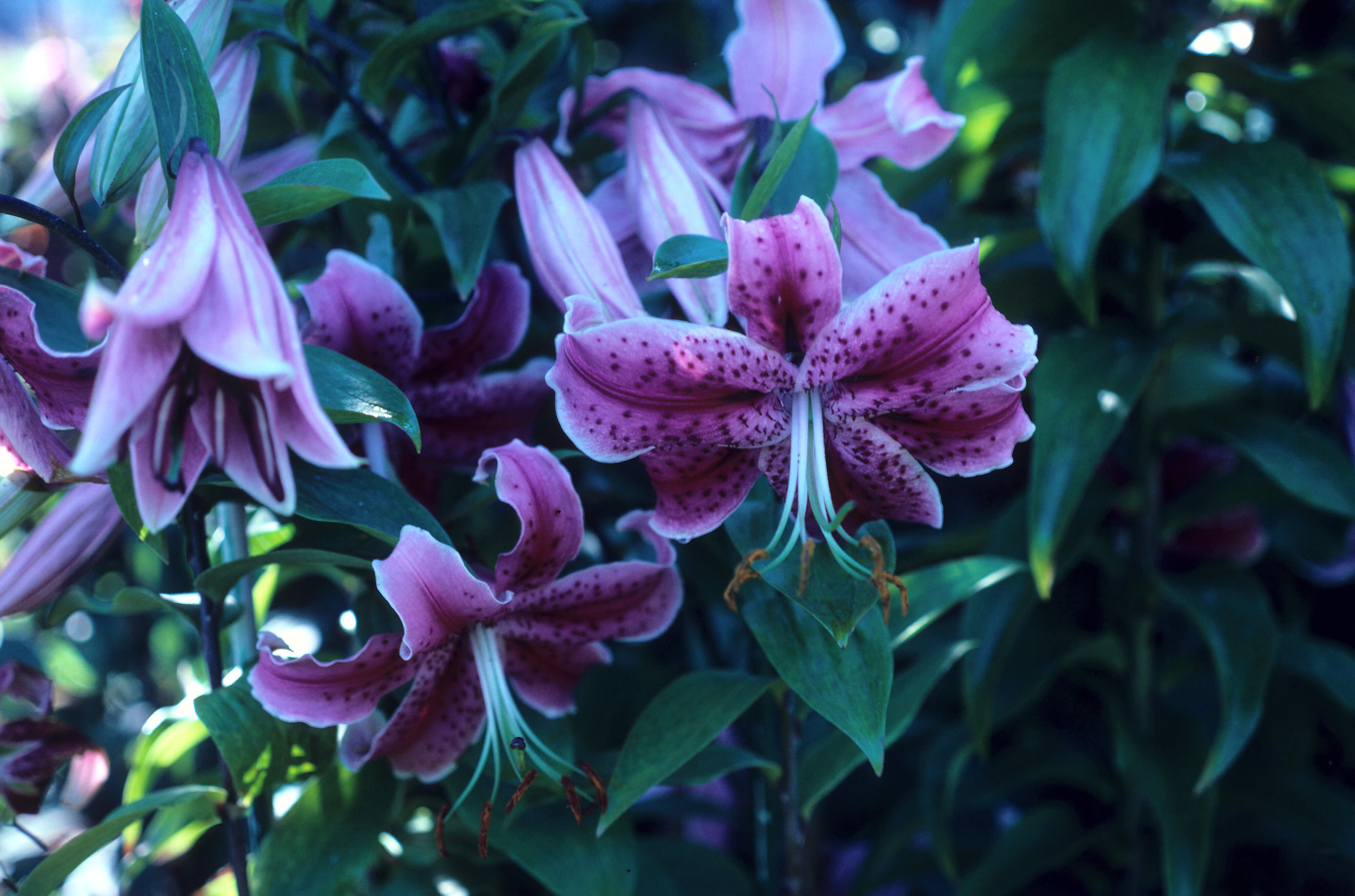 Lilium x parkmanii