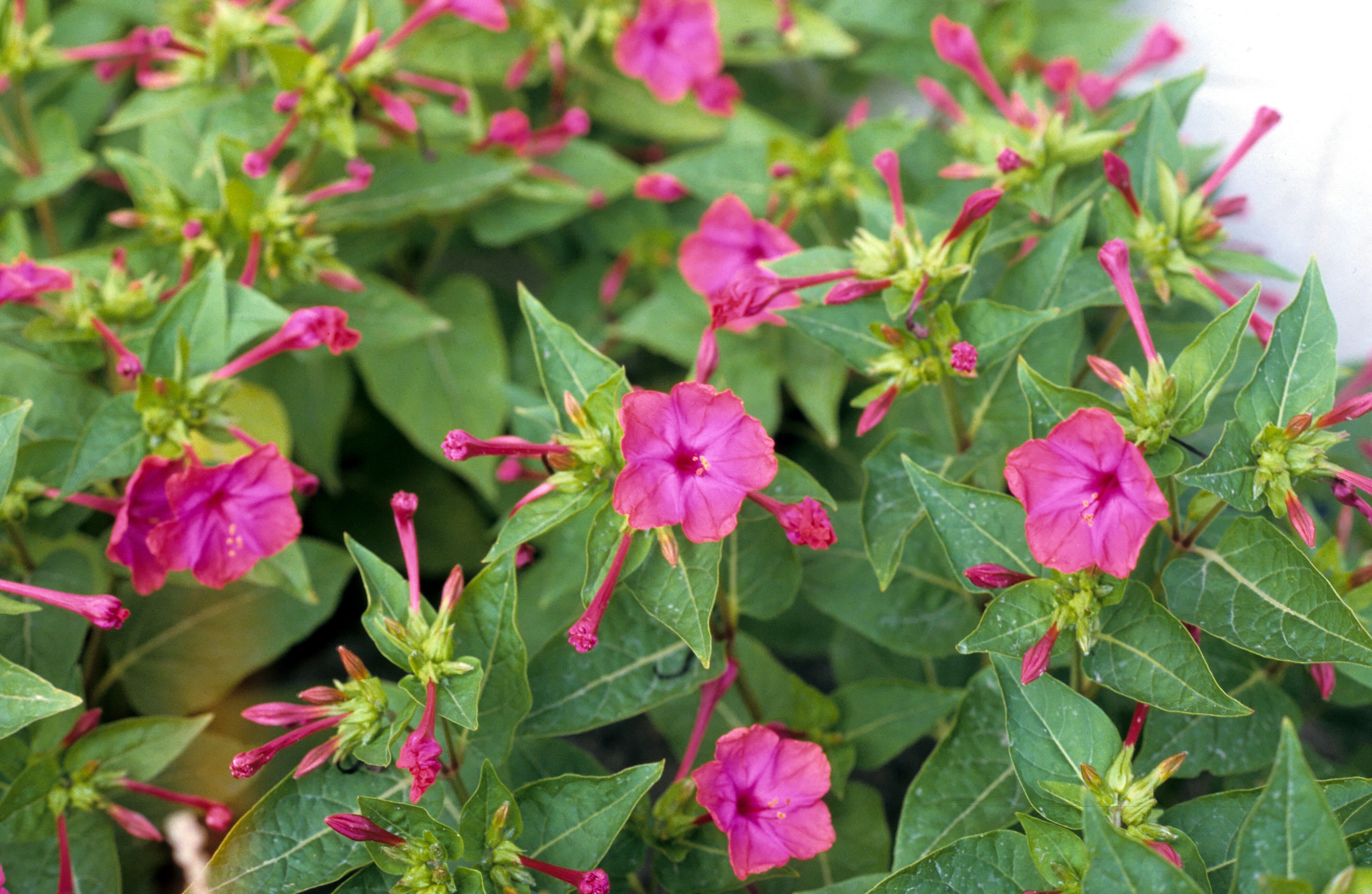 Mirabilis jalapa 1