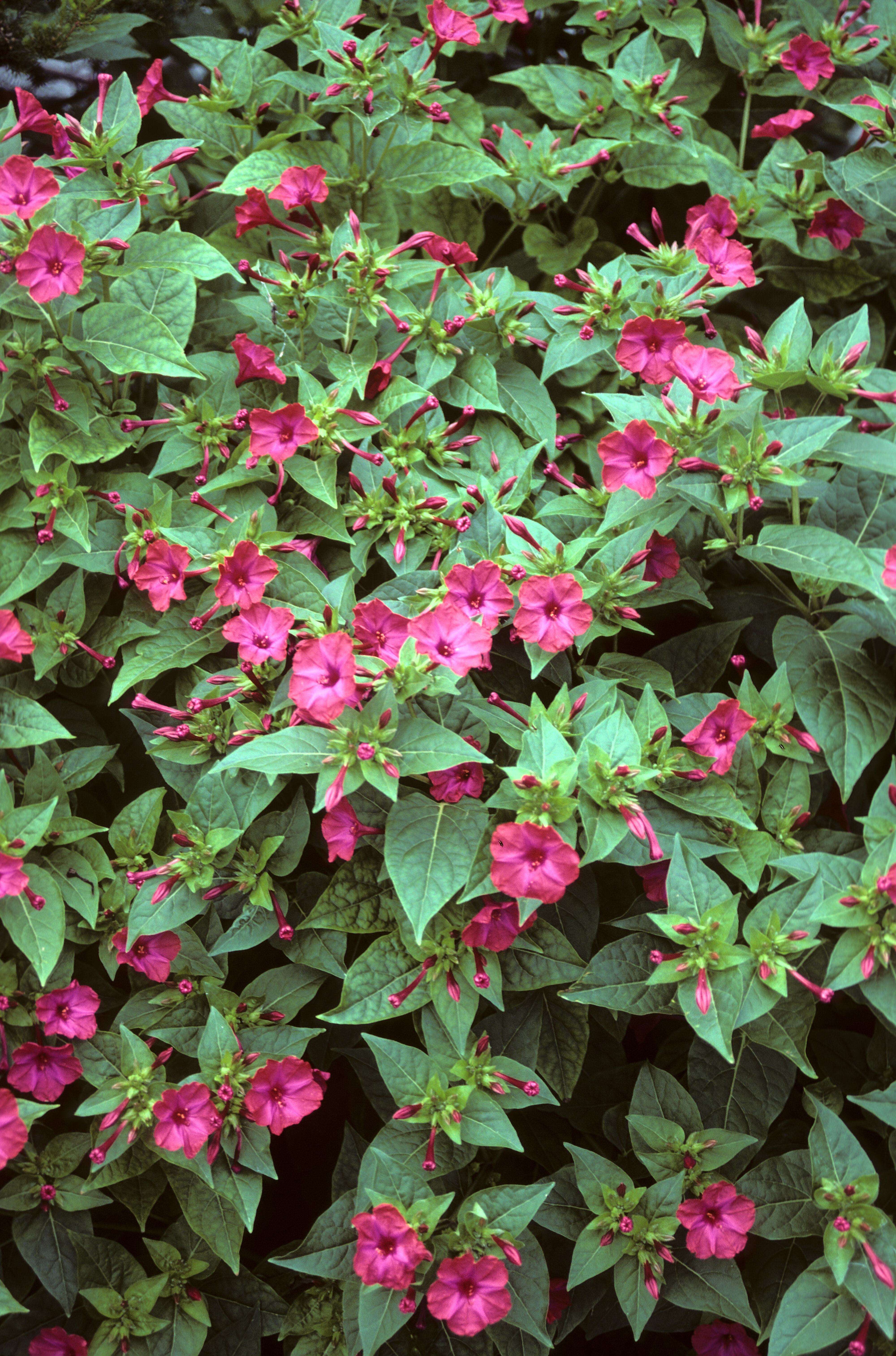 Mirabilis jalapa 2
