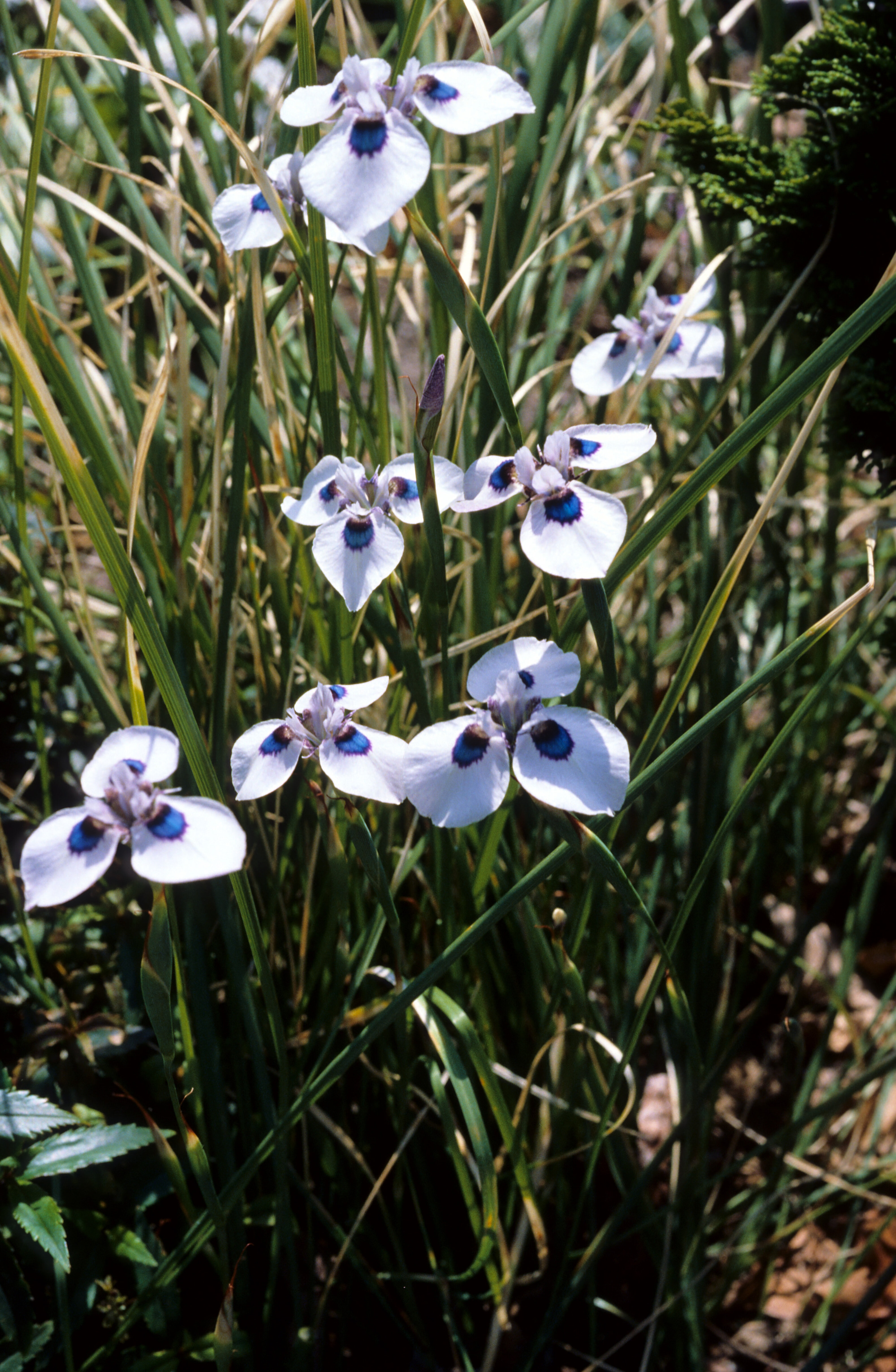 Moraea tricuspidata