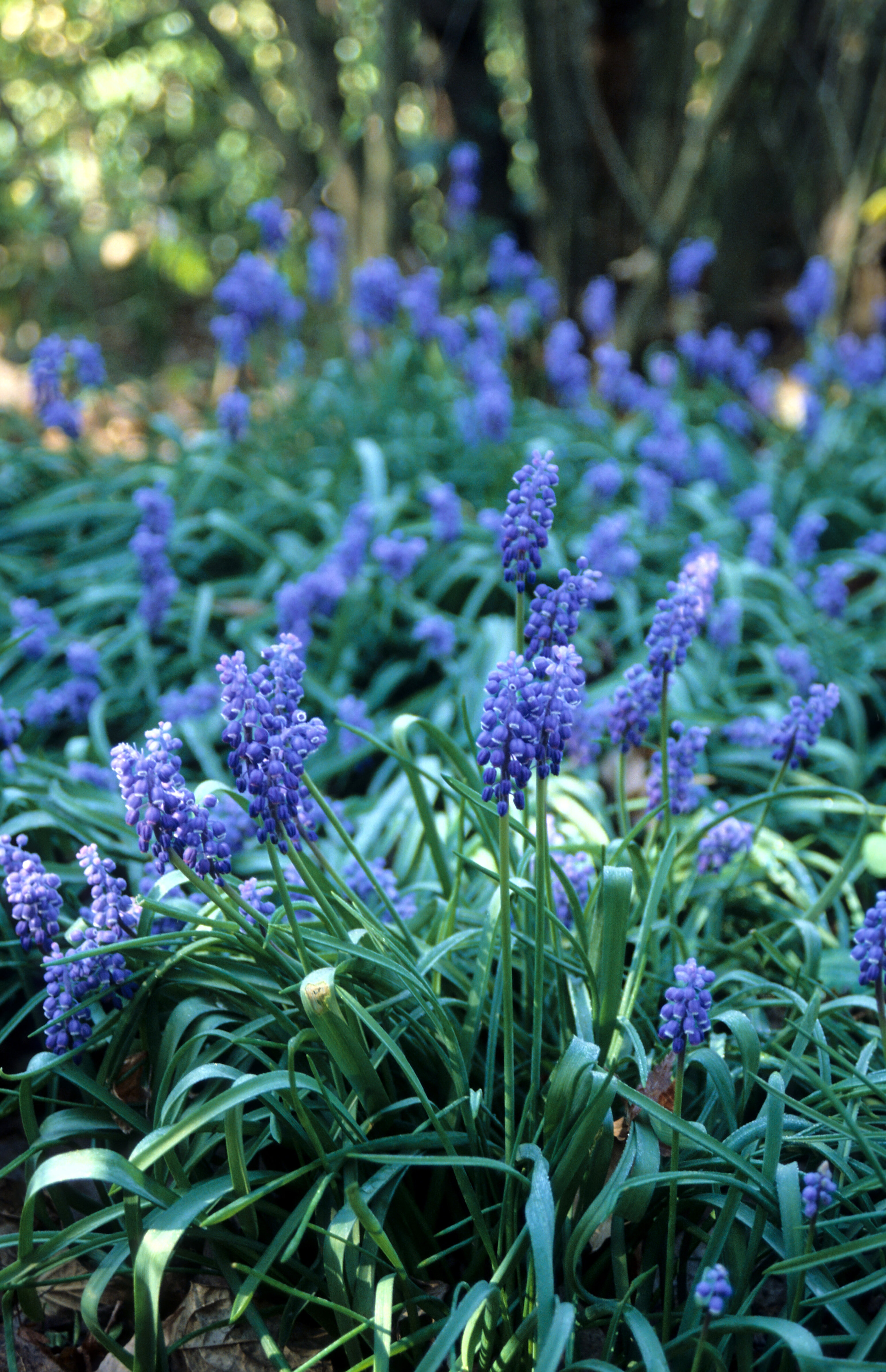 Muscari botryoides 1