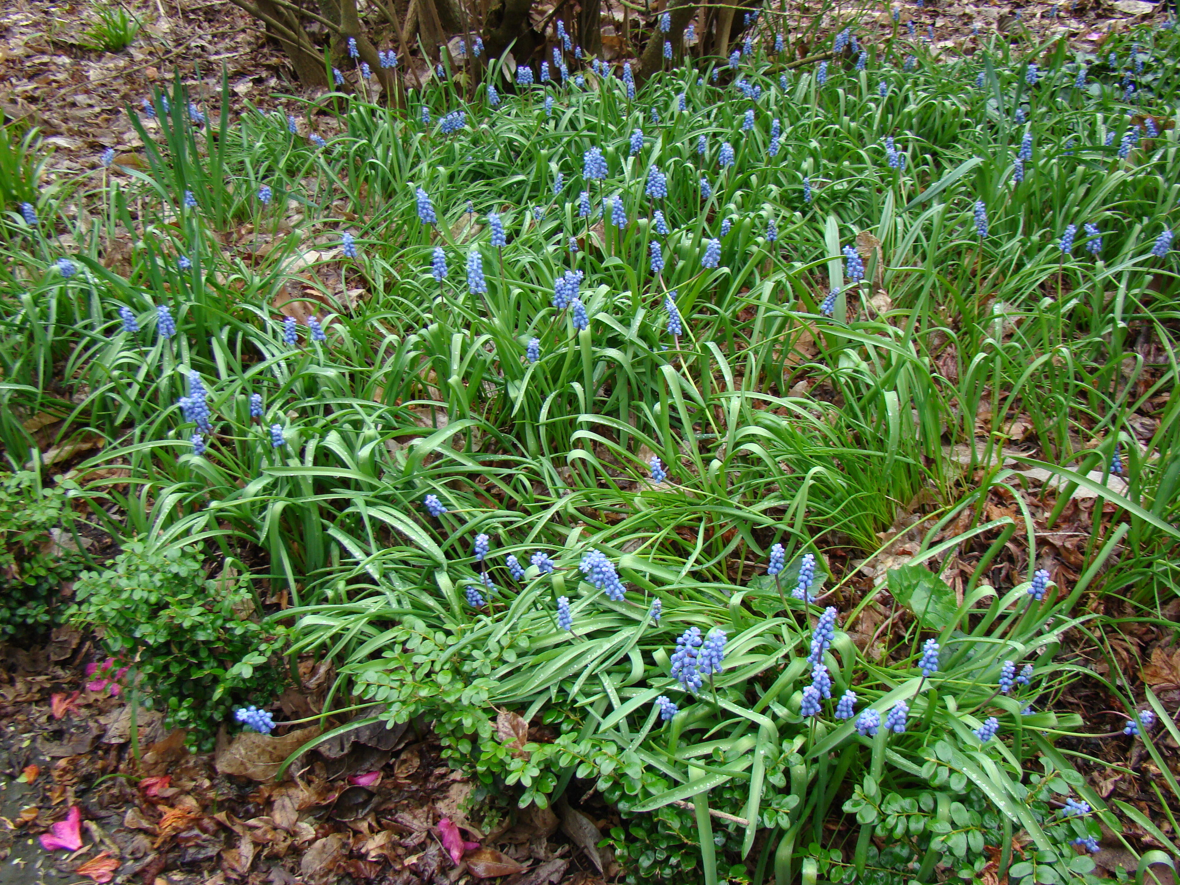 Muscari botryoides 2
