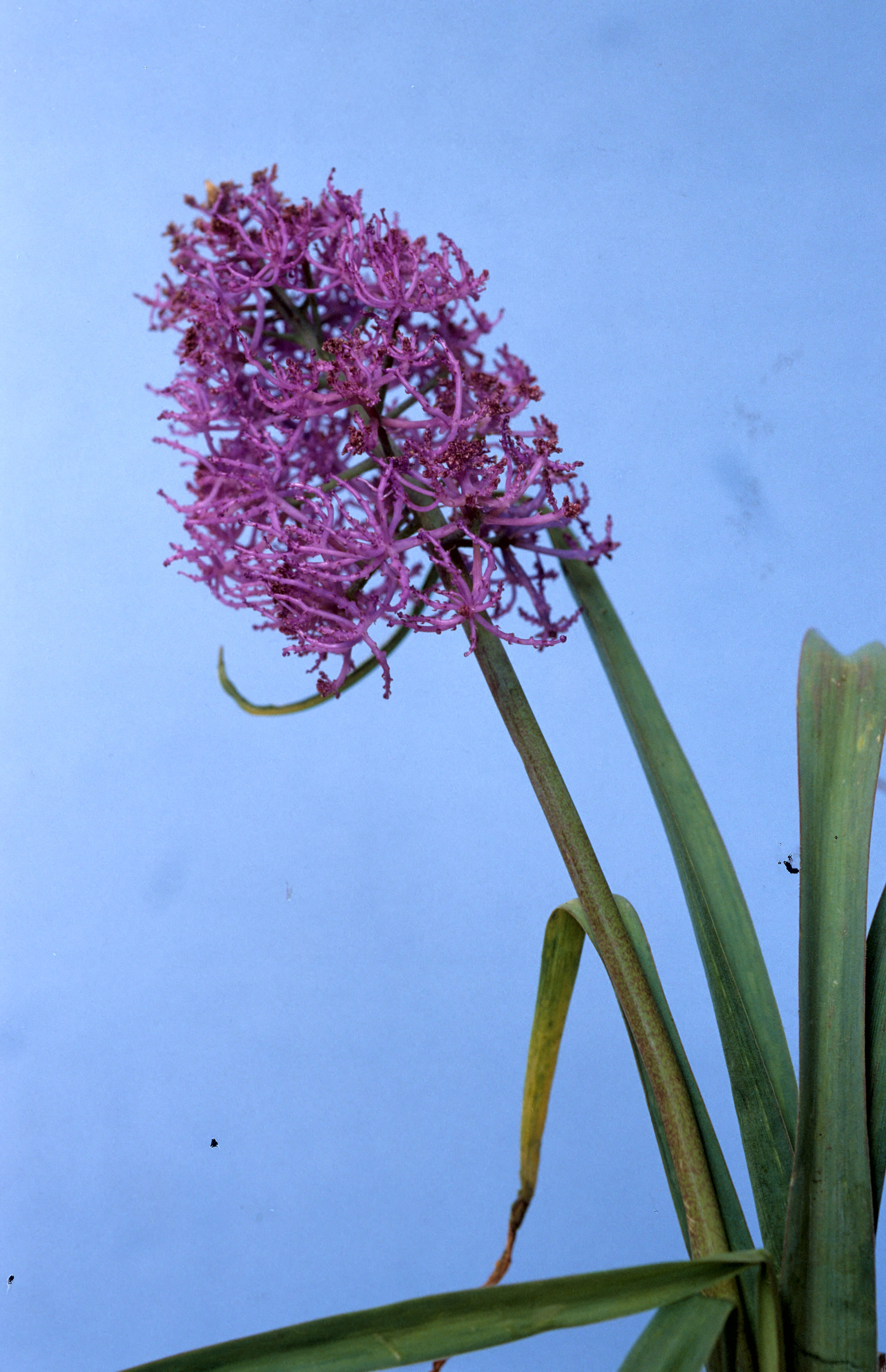 Muscari comosum