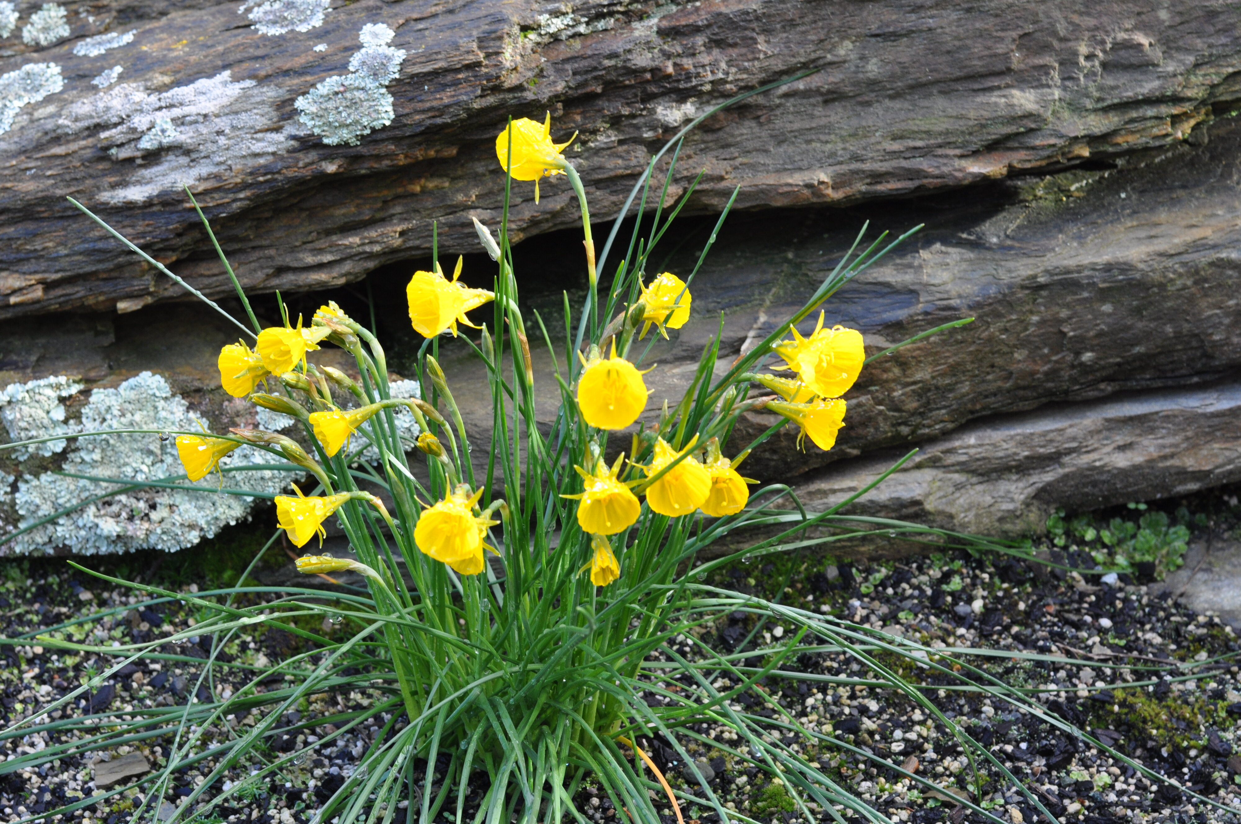 Narcissus bulbocodium